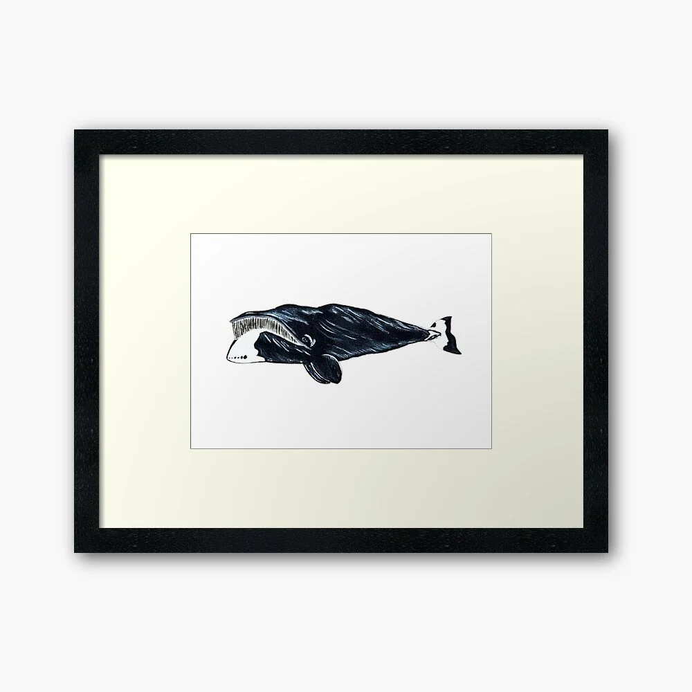 Bowhead Whale | Framed/Unframed Print