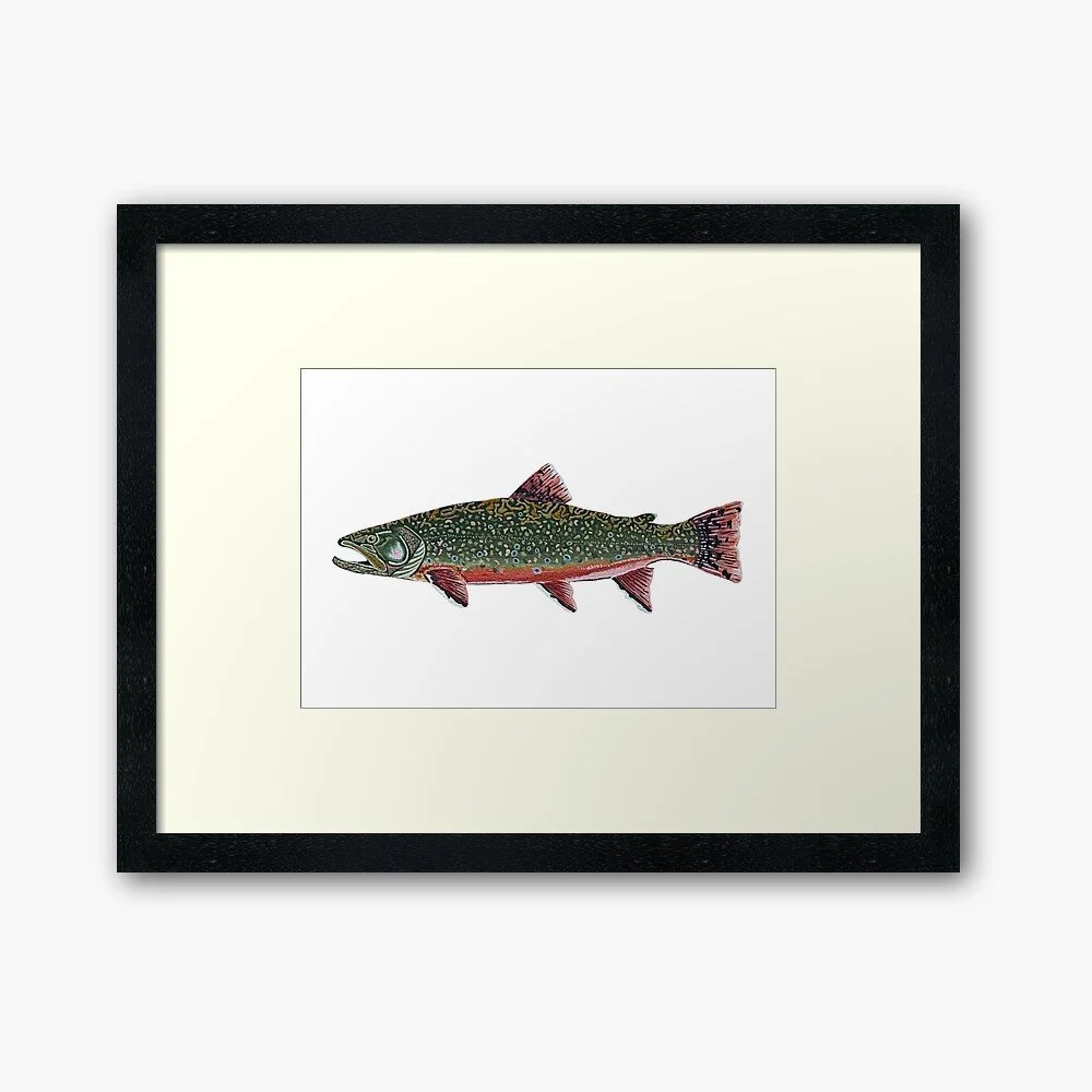 Brook Trout | Framed/Unframed Print
