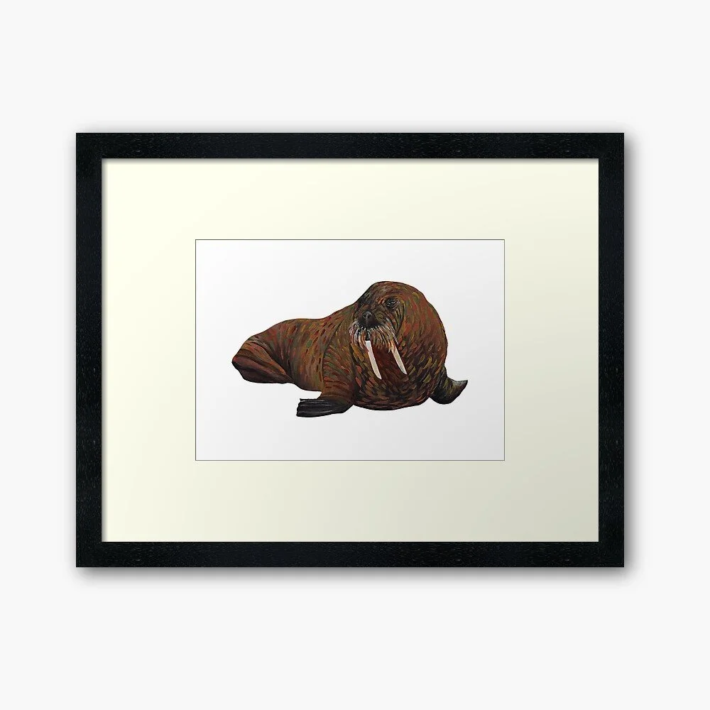 Walrus | Framed/Unframed Print