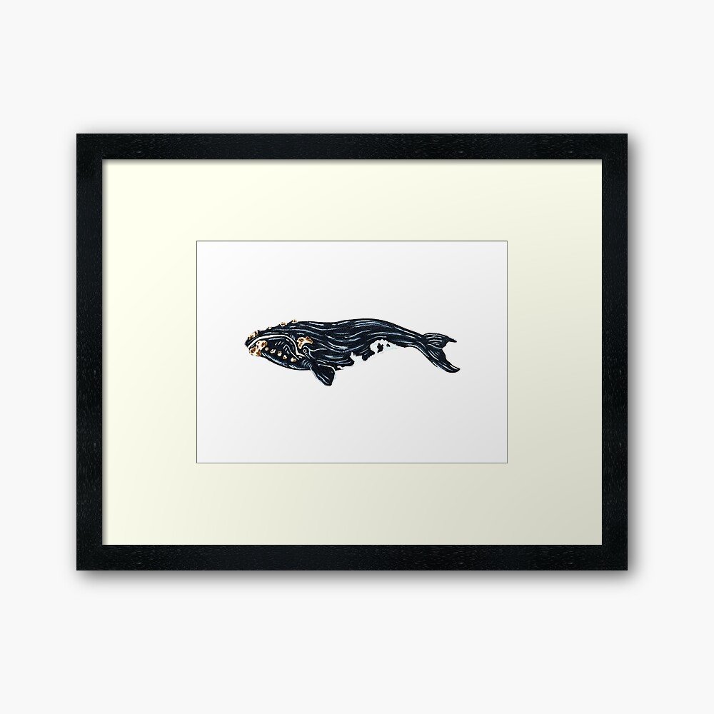 Northern Right Whale | Framed/Unframed Print