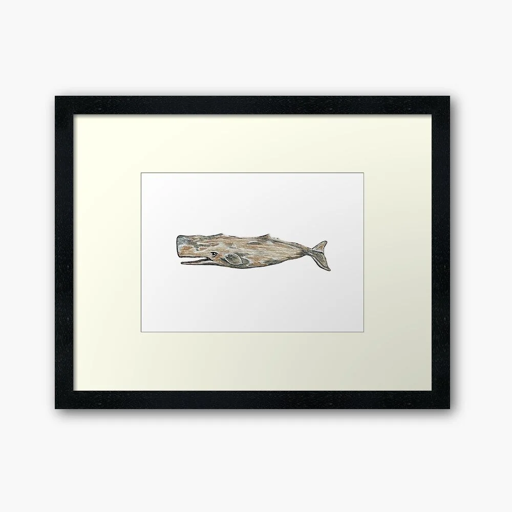 Sperm Whale | Framed/Unframed Print