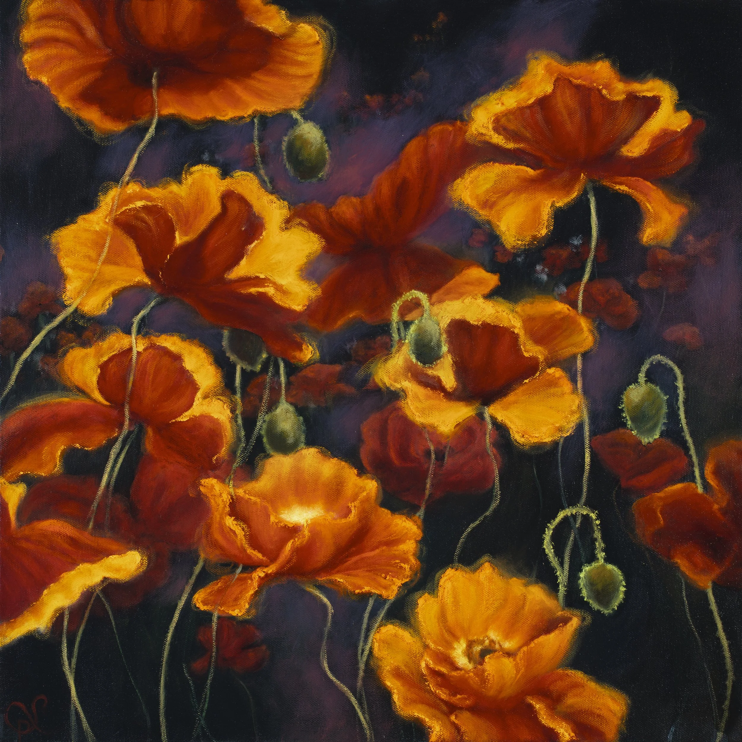 Evening Glow Poppies #1