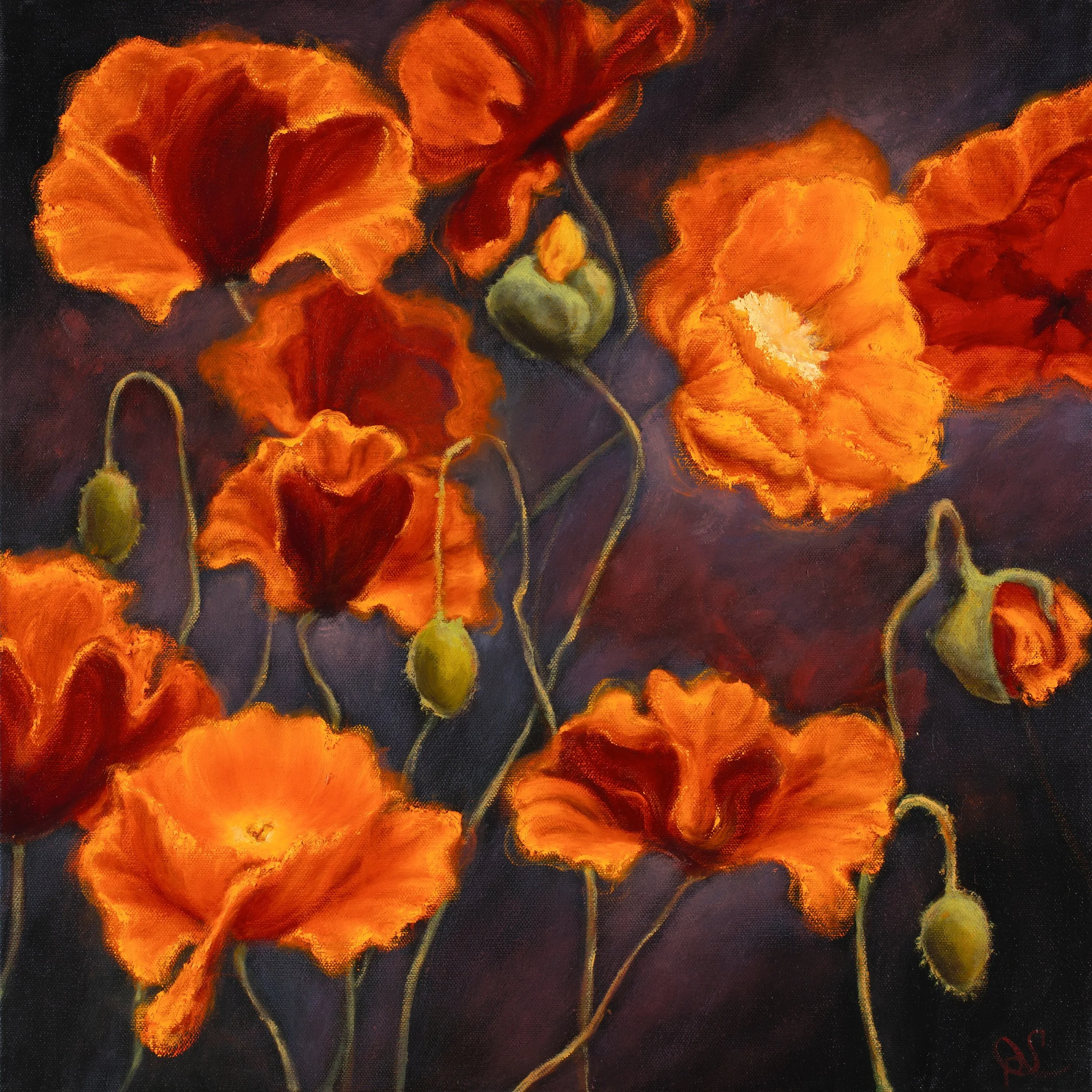 Evening Glow Poppies #2