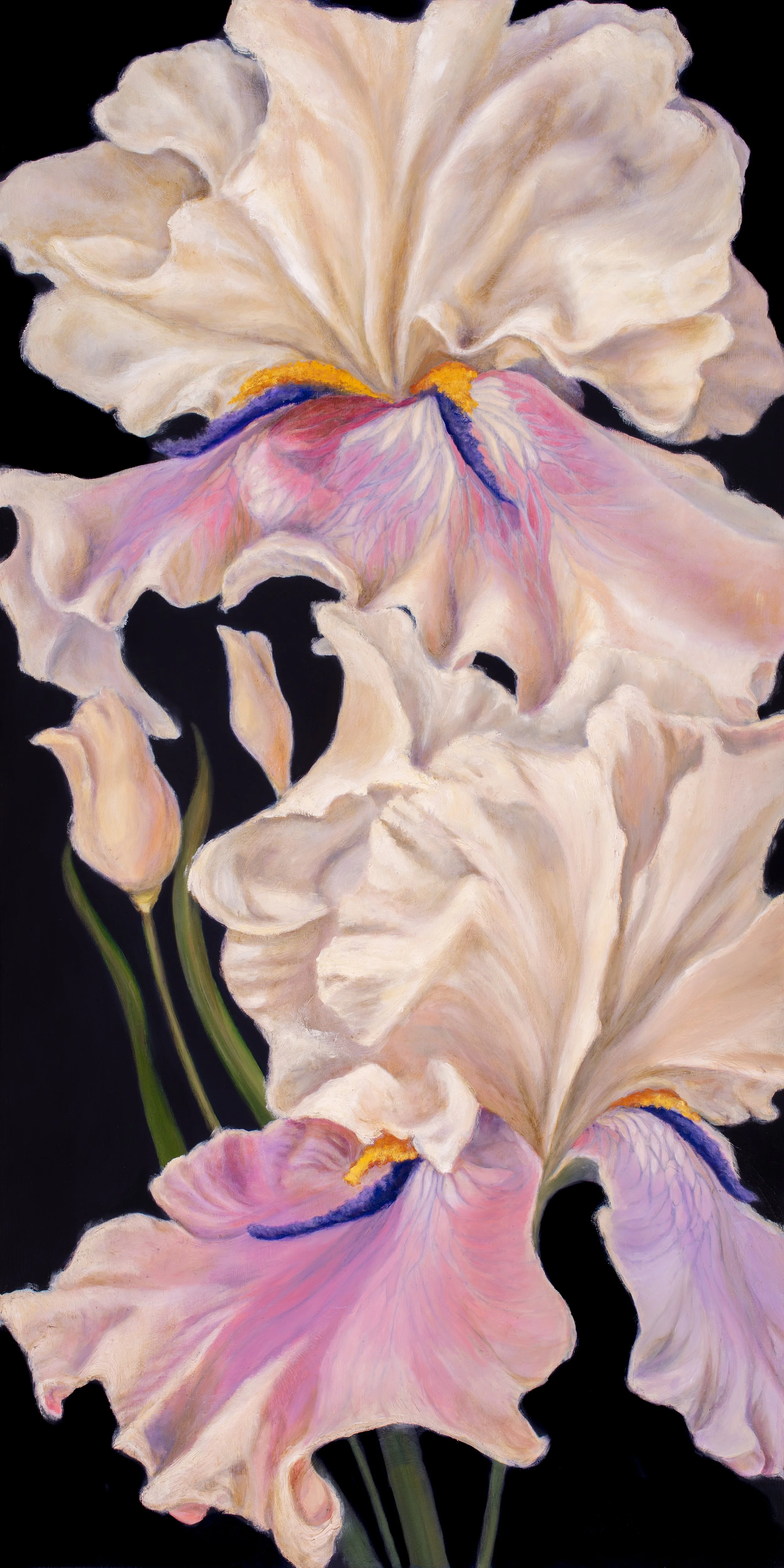 An Iris Collection, #2