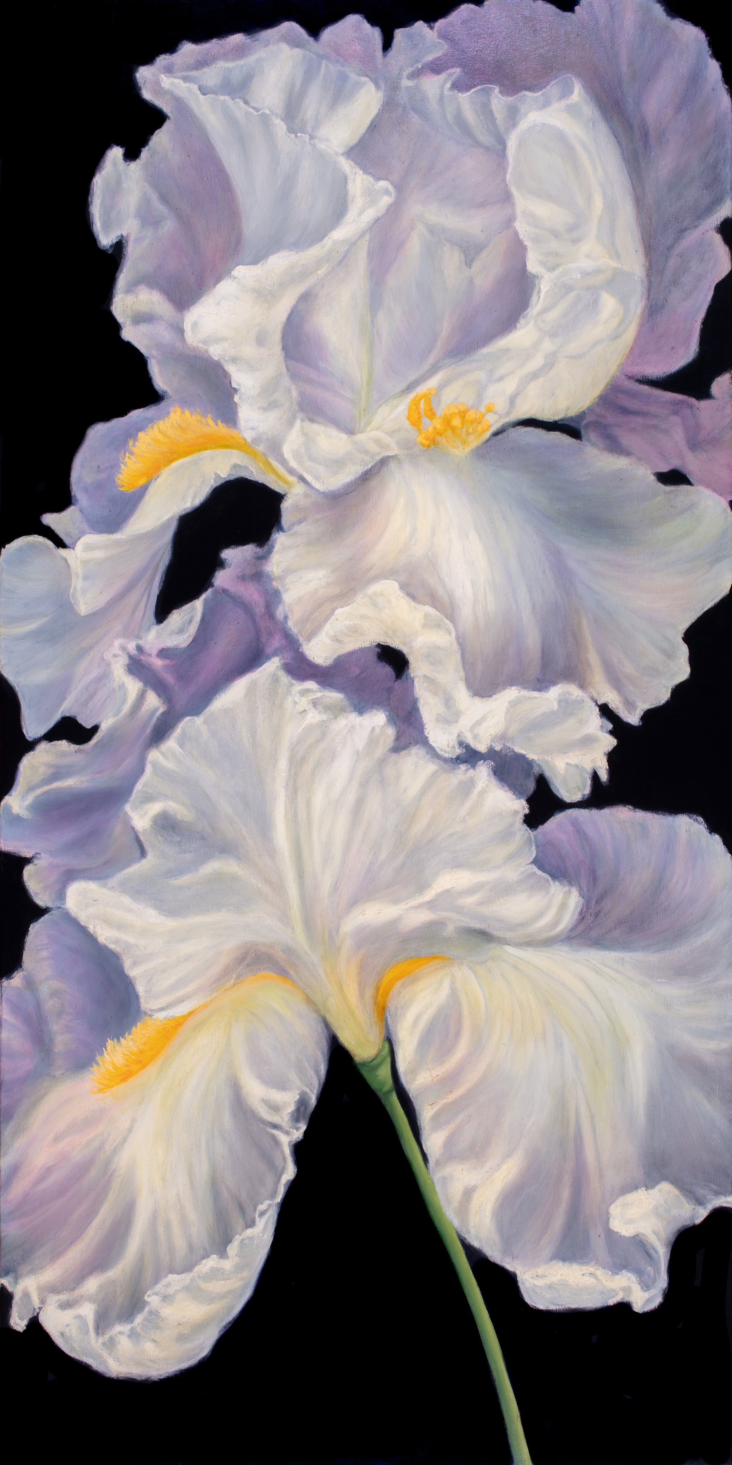 An Iris Collection, #4