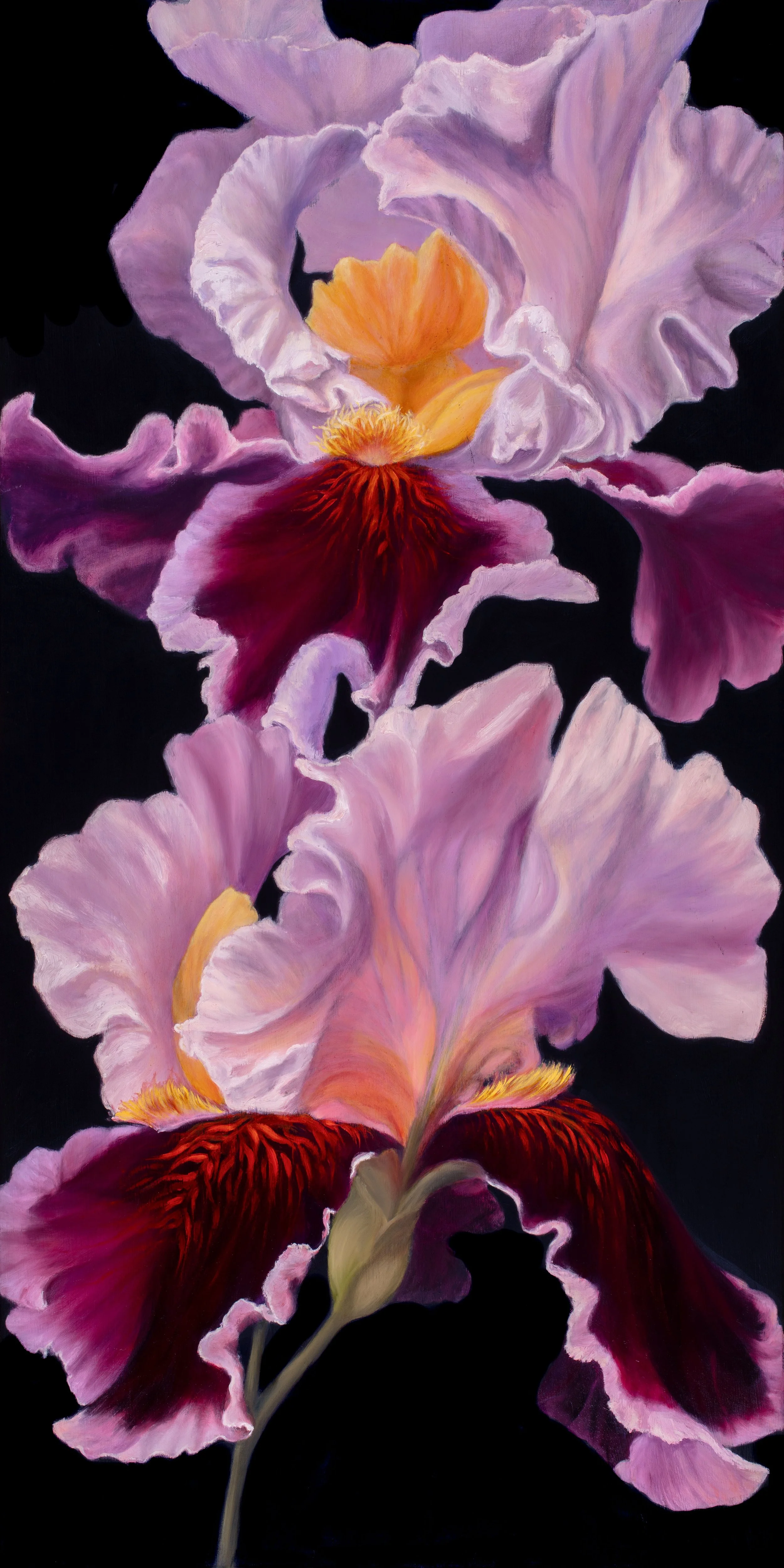 An Iris Collection, #3