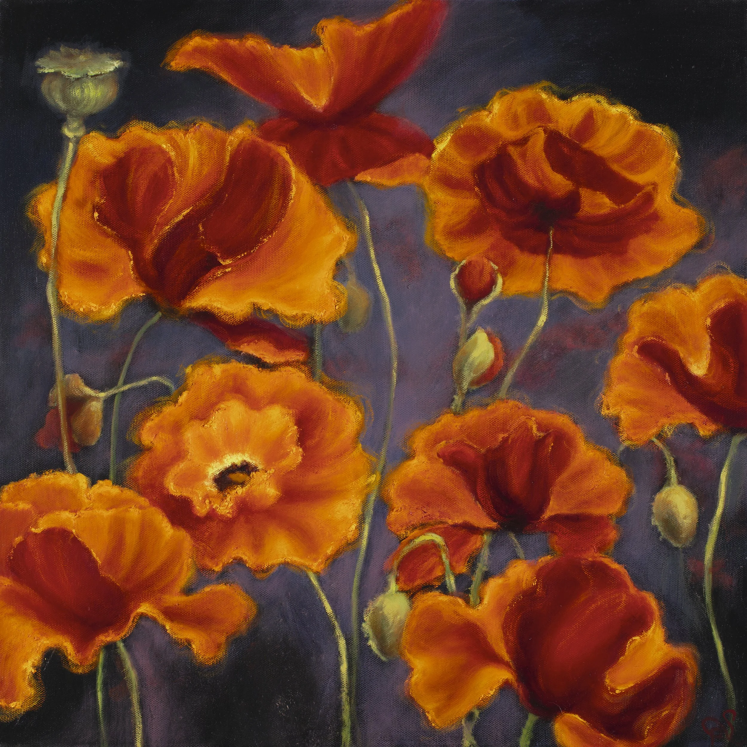 Evening Glow Poppies #3