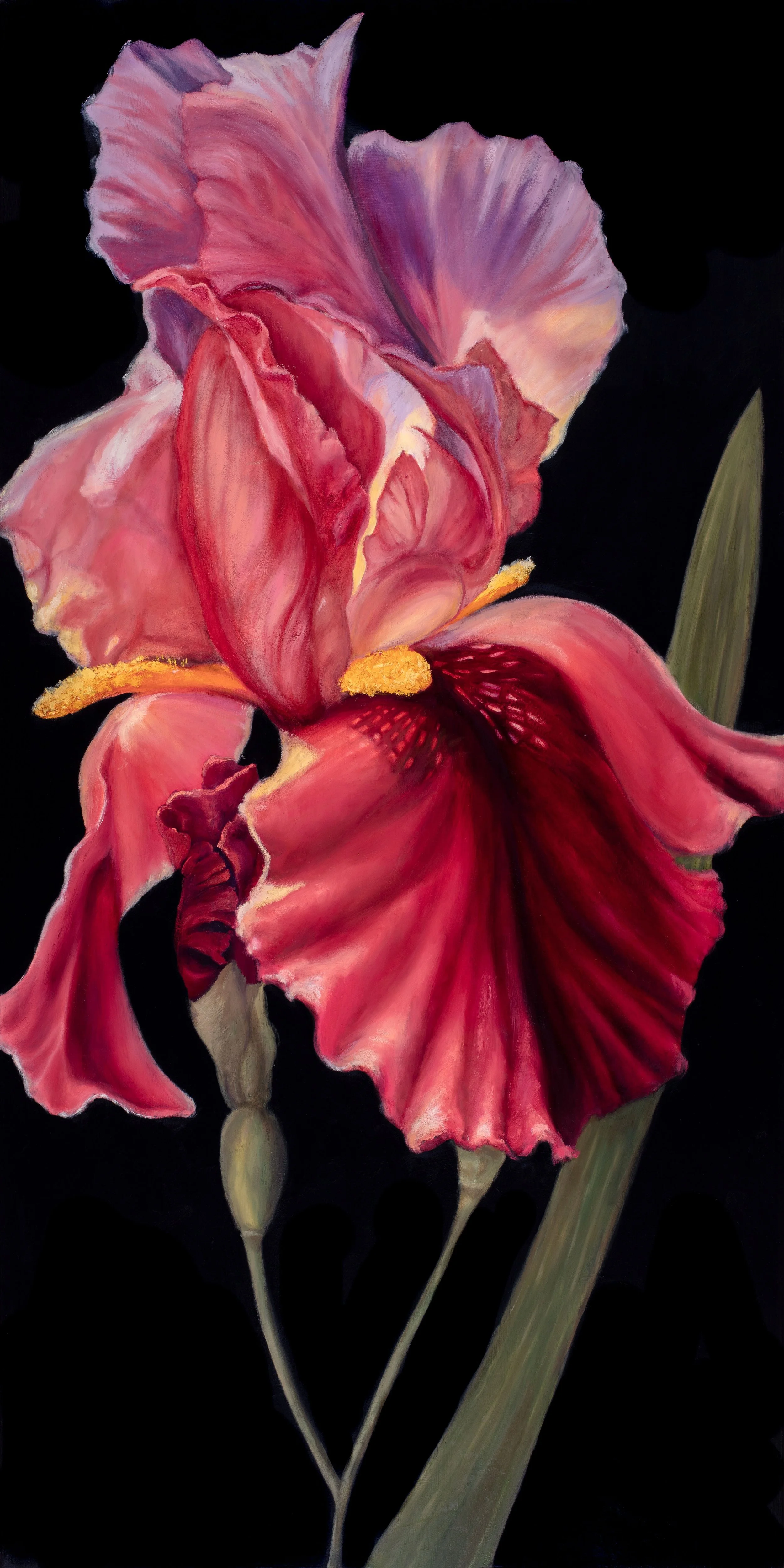 An Iris Collection, #5