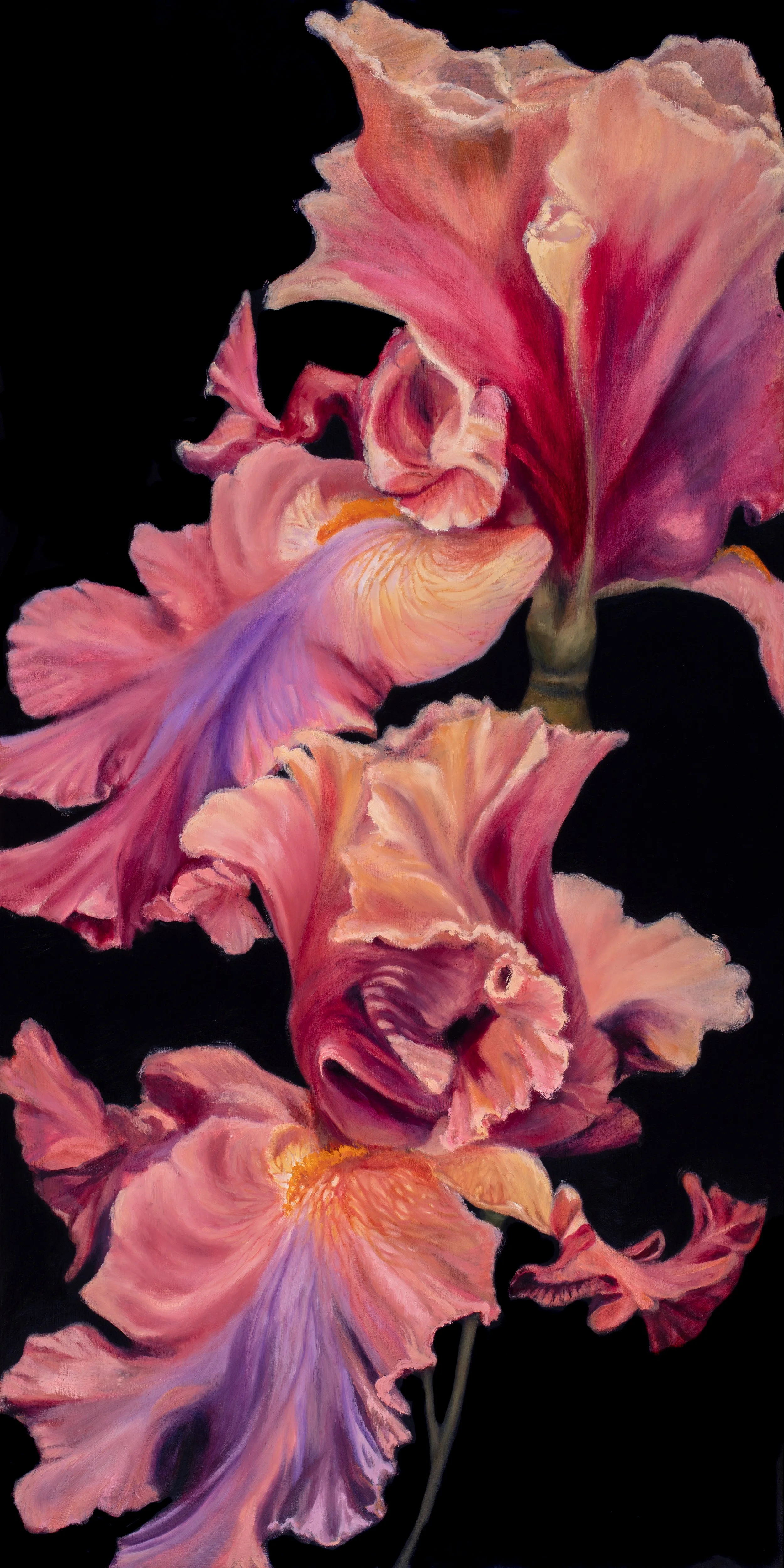An Iris Collection, #1