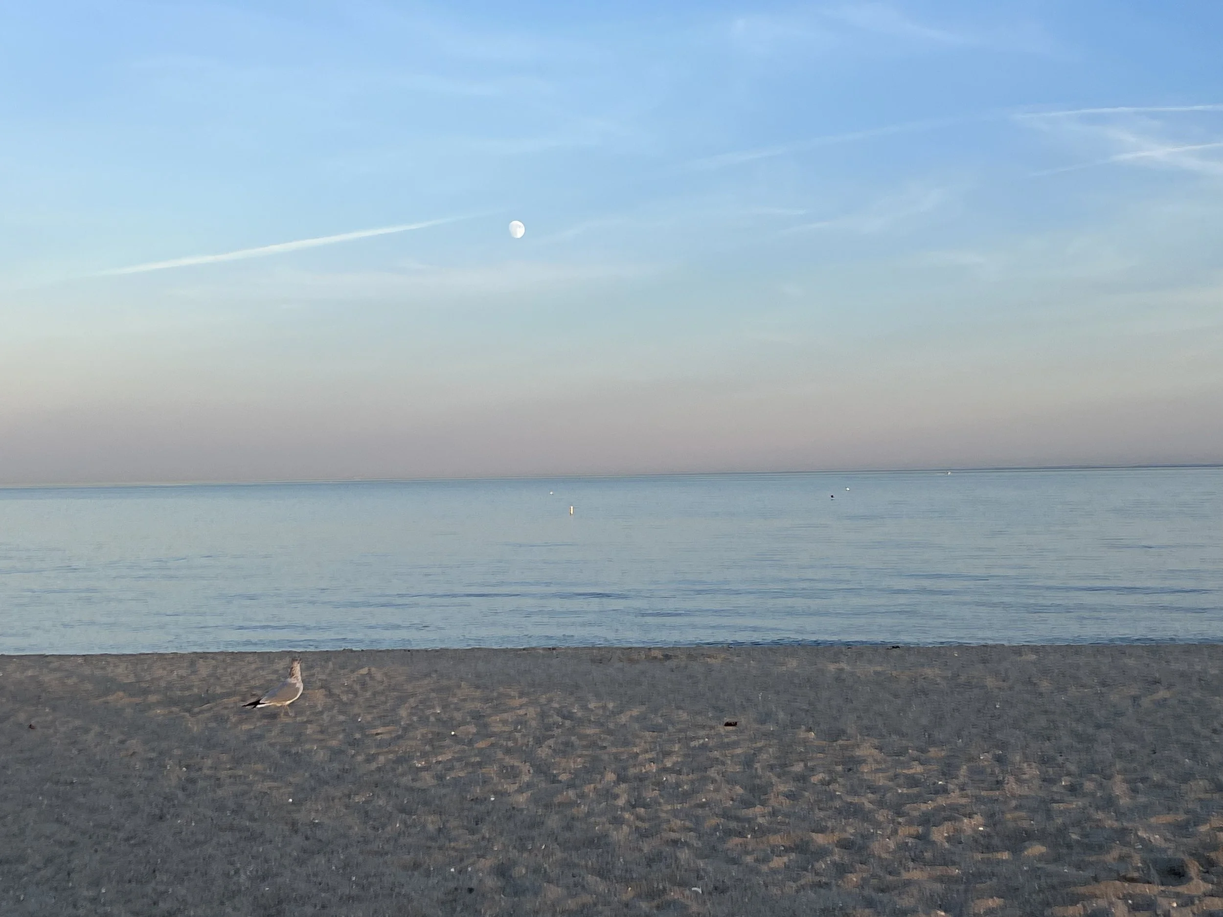 A seagull standing on a sandy beach near the water with a seascape and the moon in the sky.