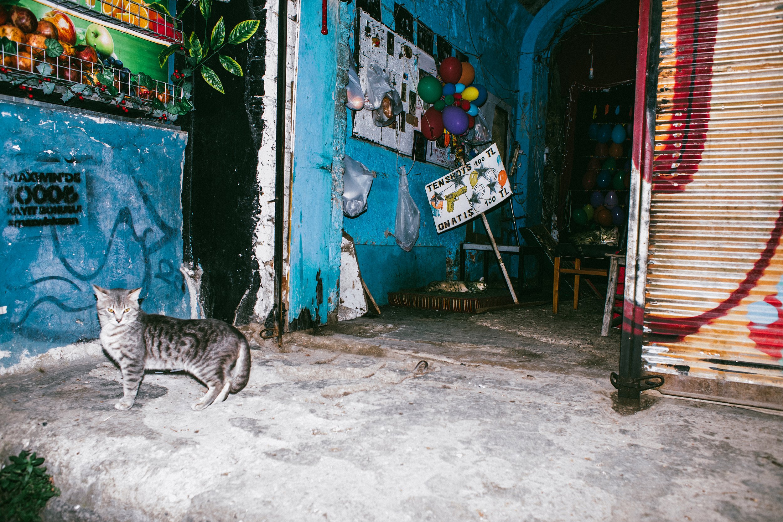 Gato de rayas gris y negro en la calle frente a una pared azul, con globos de colores y utensilios en el fondo.