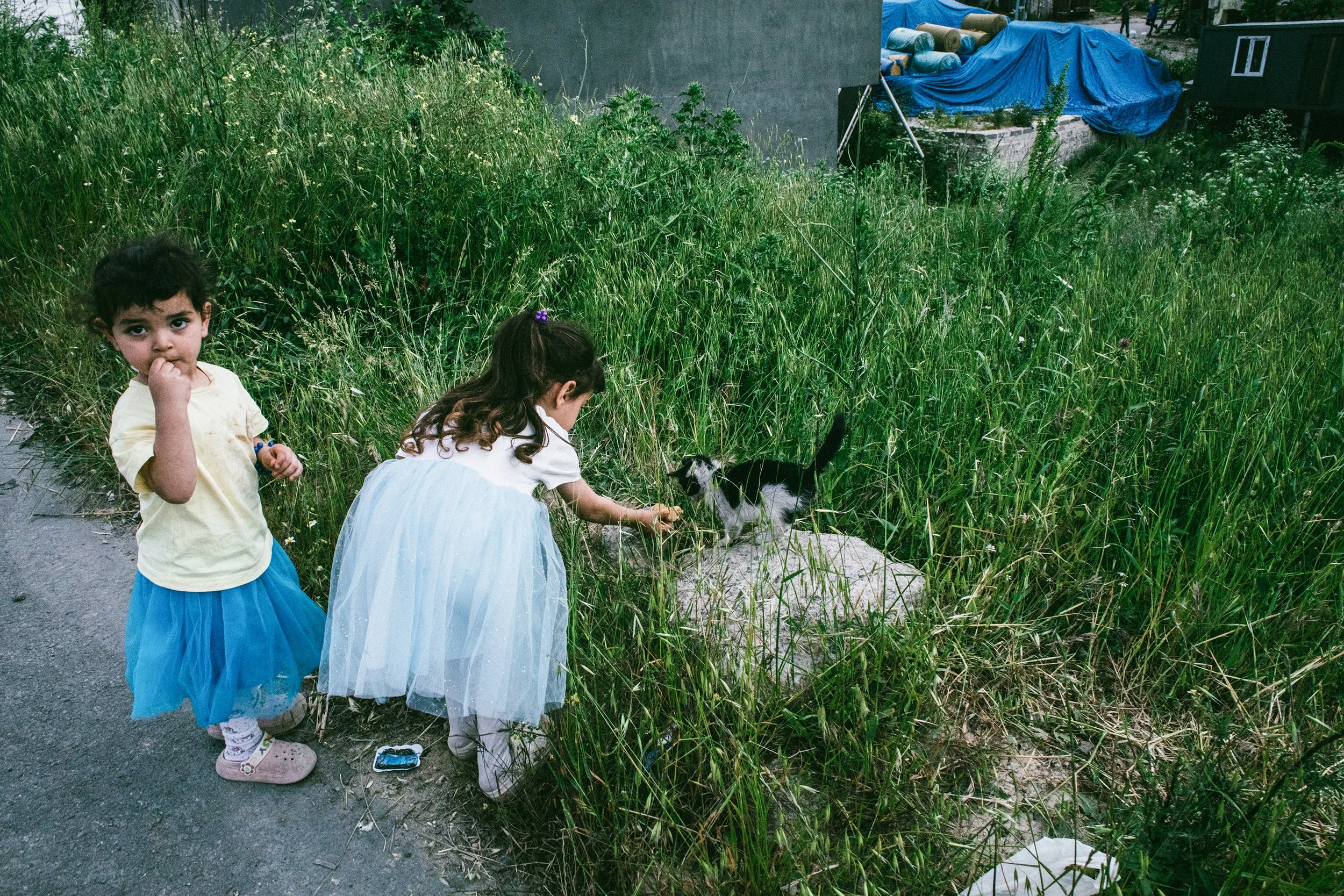 Dos niños pequeños, una niña vestido con un vestido azul y una niña con blusa y falda, jugando cerca de la hierba y un perro negro y blanco en un área al aire libre.