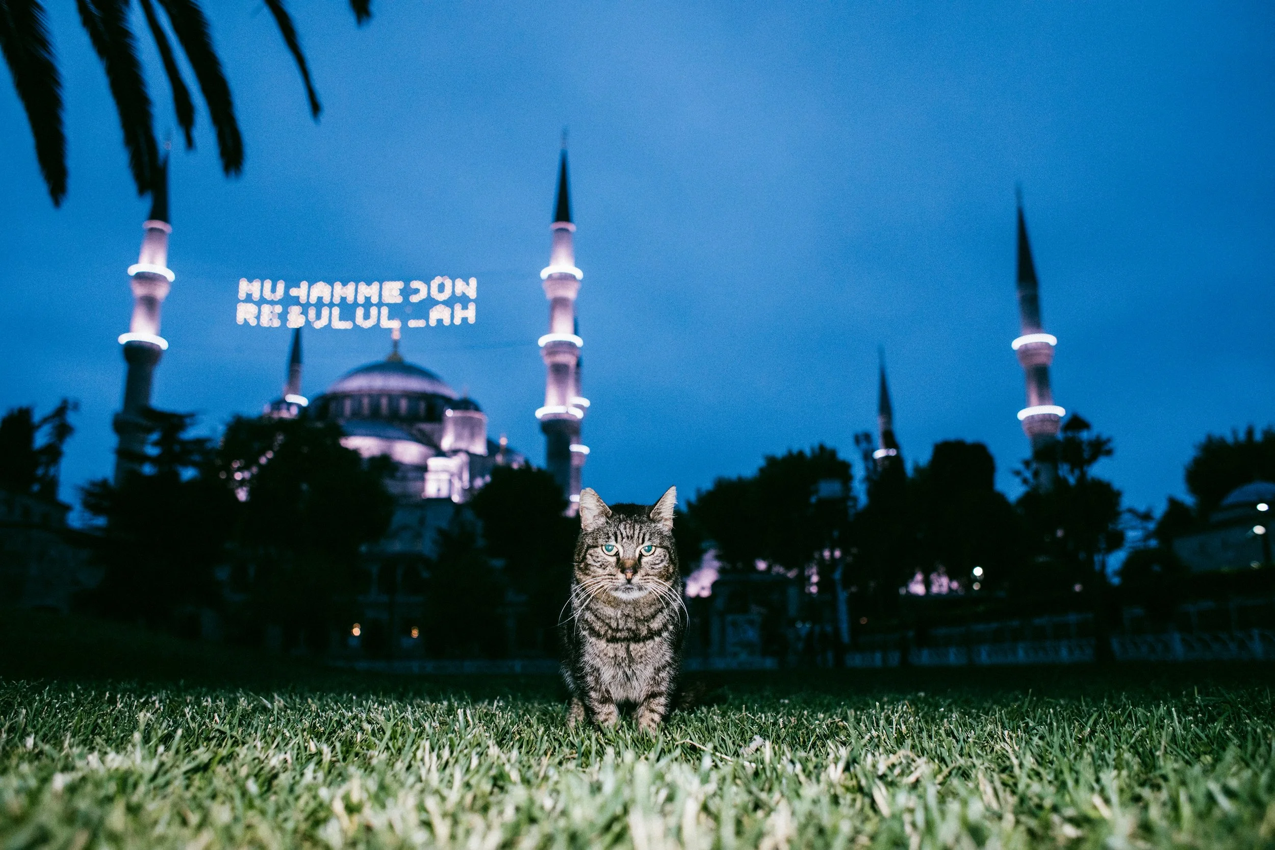 Un gato sentado en la hierba en un parque, con una vista del cielo nocturno y la mezquita iluminada en el fondo, con un mensaje brillante en el cielo que dice "MUHAMMEDON RESULULLAH".