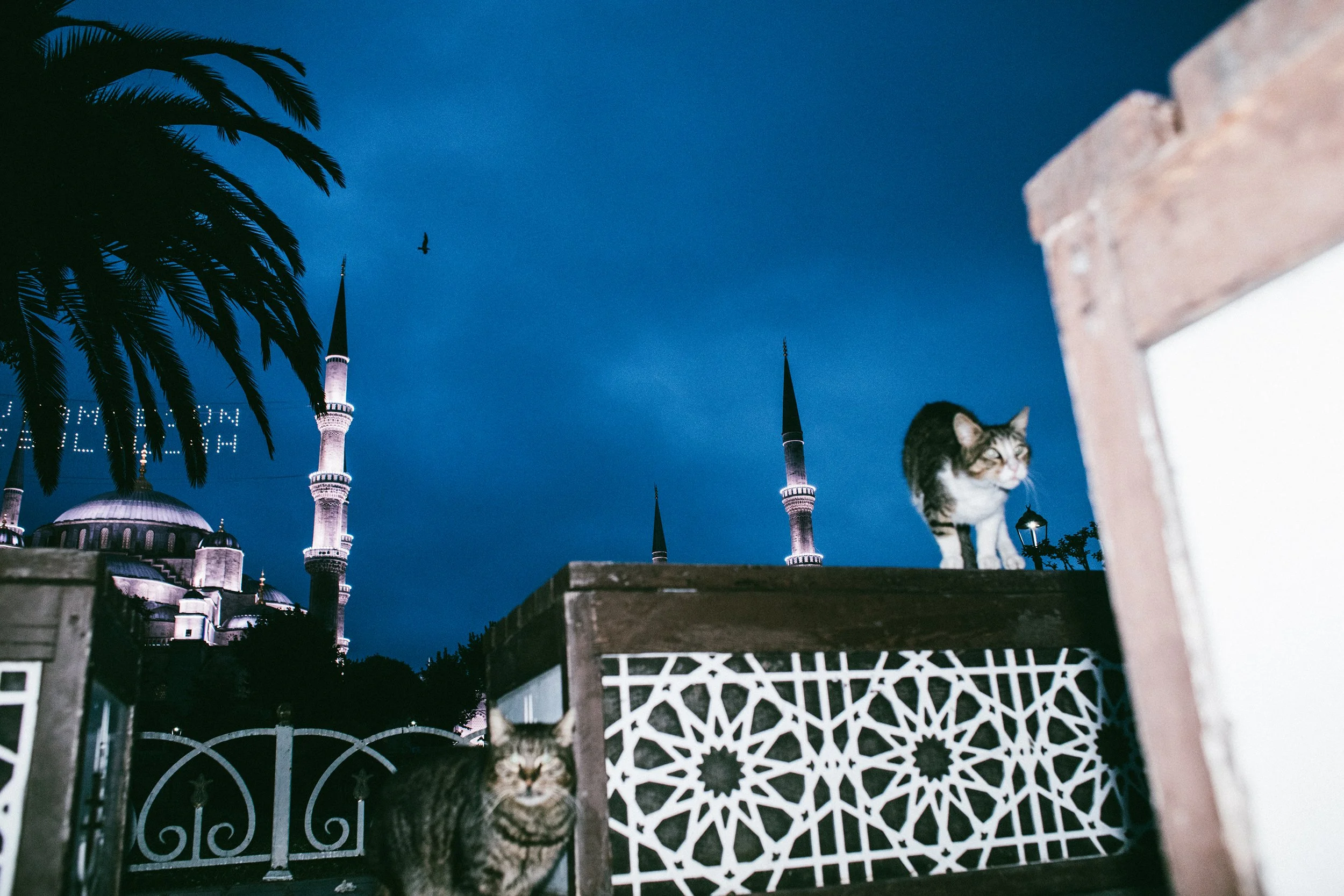 Vista nocturna de una mezquita con minaretes iluminados, un árbol palmera en la izquierda y un gato sobre una estructura de ladrillos en primer plano, con un cielo azul oscuro y un ave volando en el cielo.