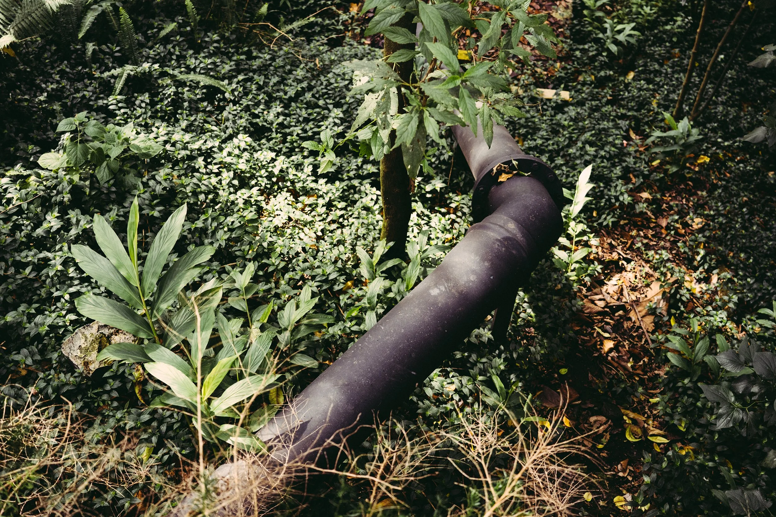 Vista de un tubo negro en un área de vegetación densa con plantas verdes y follaje en el suelo.