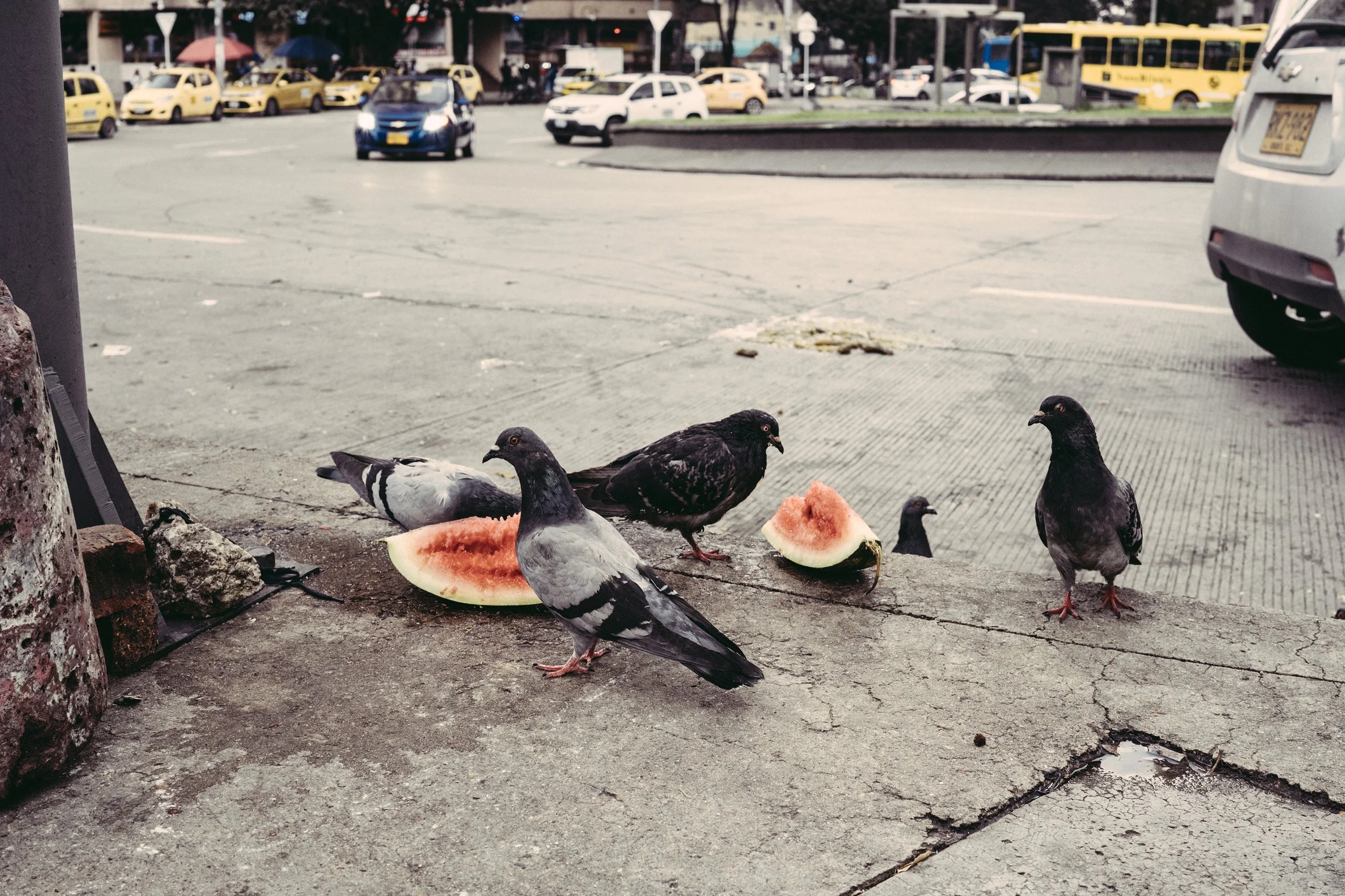 Palomas picoteando comida en una acera frente a un área de estacionamiento con coches y transporte público en el fondo.