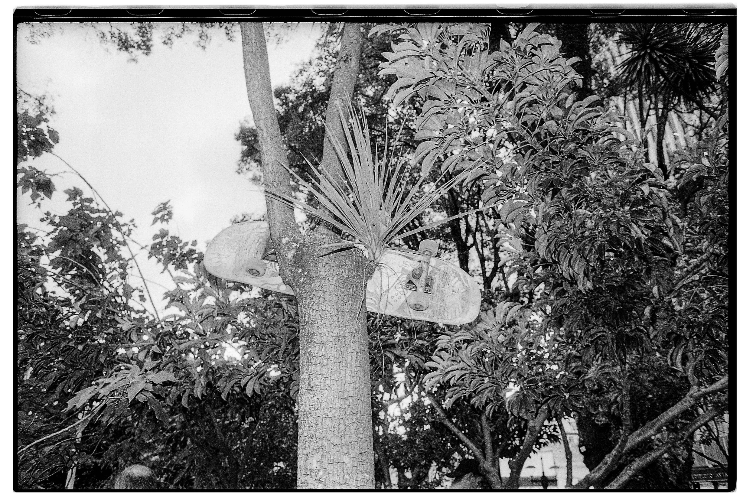 Un árbol con un cartel colgado en el tronco, rodeado de follaje y otras ramas de árboles.