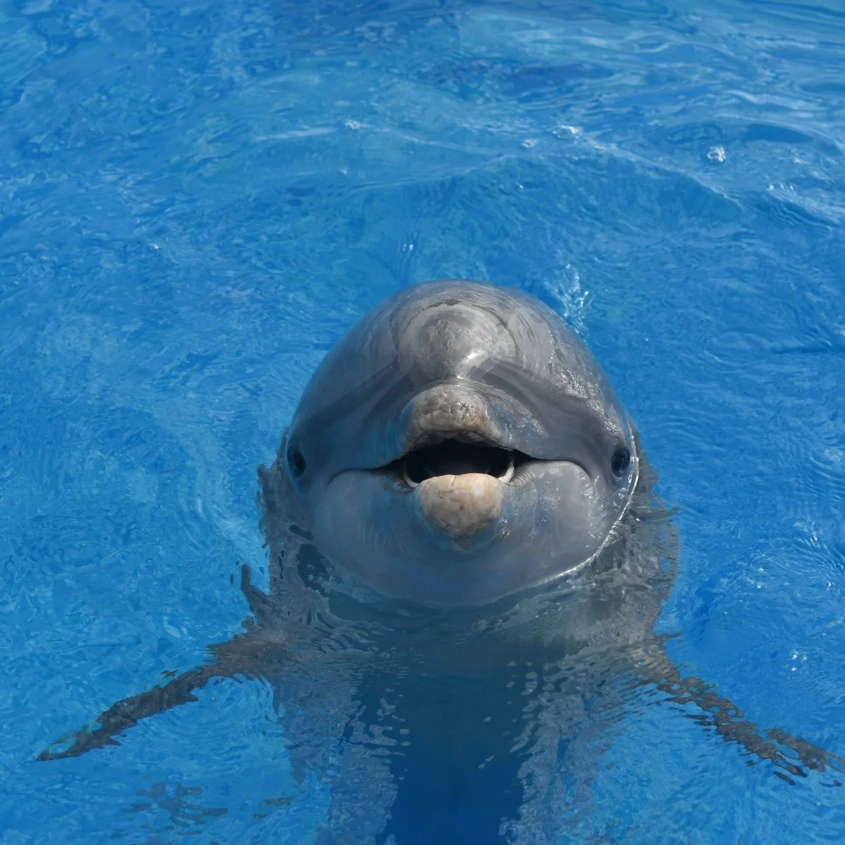 'Oli - Common Bottlenose Dolphin