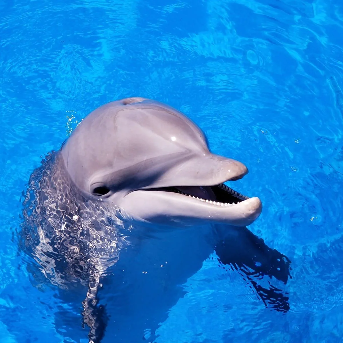 Surge - Common Bottlenose Dolphin