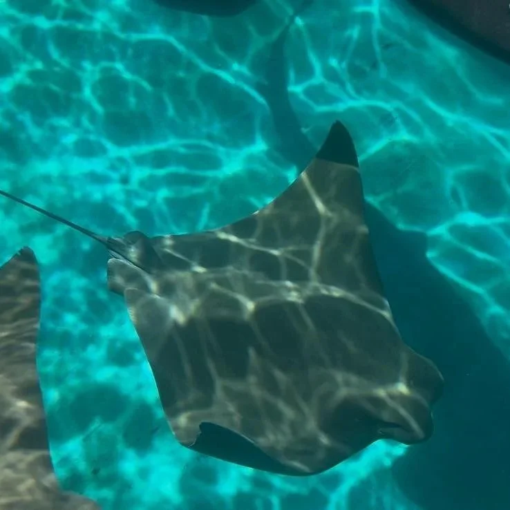 Stanley - Cownose Ray