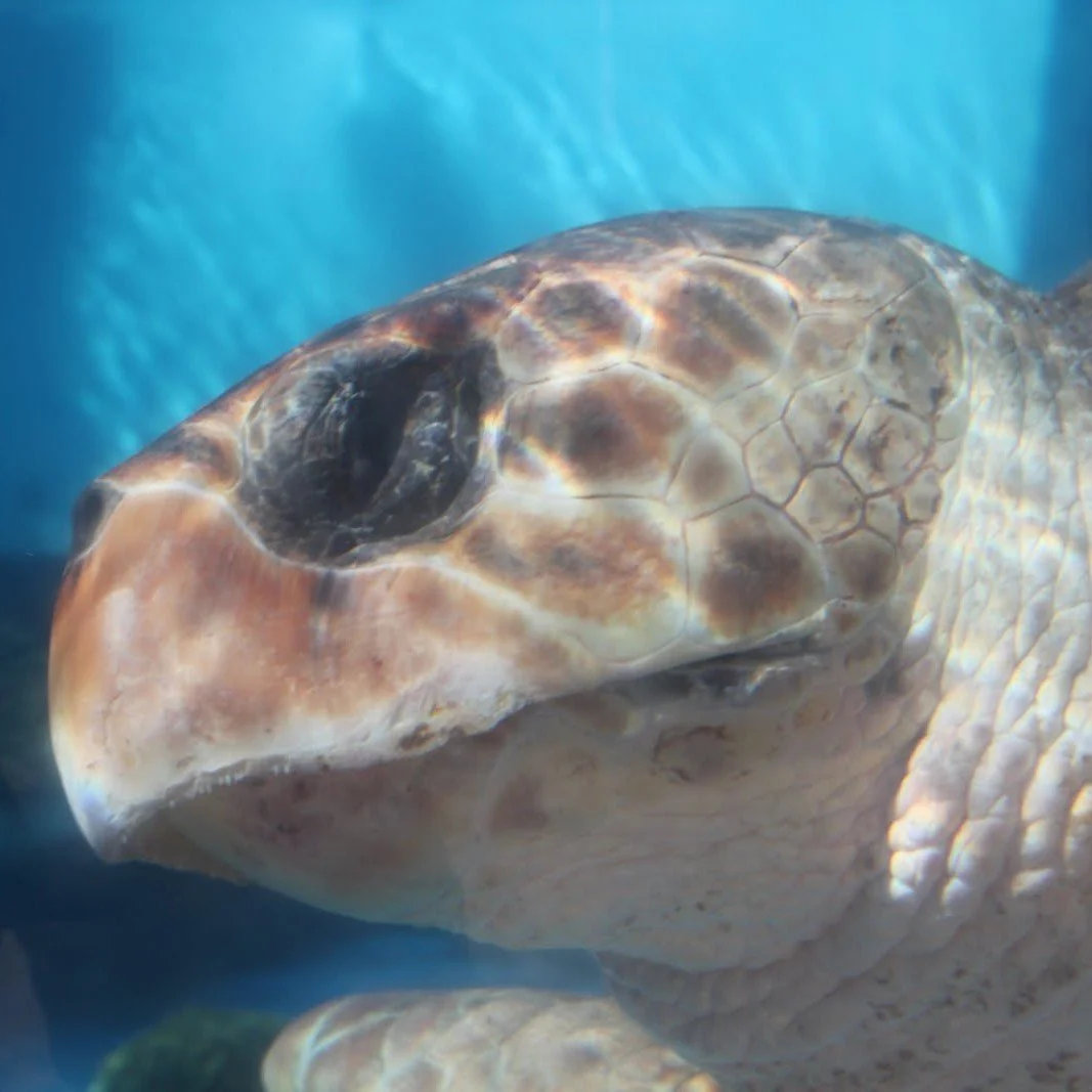 Rocky - Loggerhead Sea Turtle