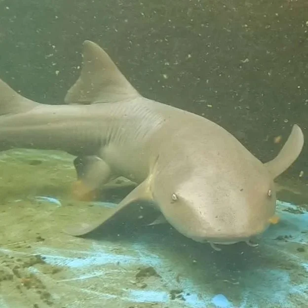 Davey - Nurse Shark