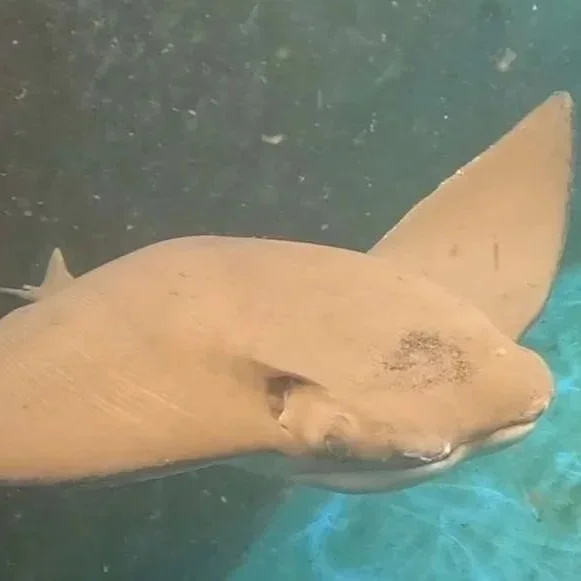 Betty - Cownose Ray