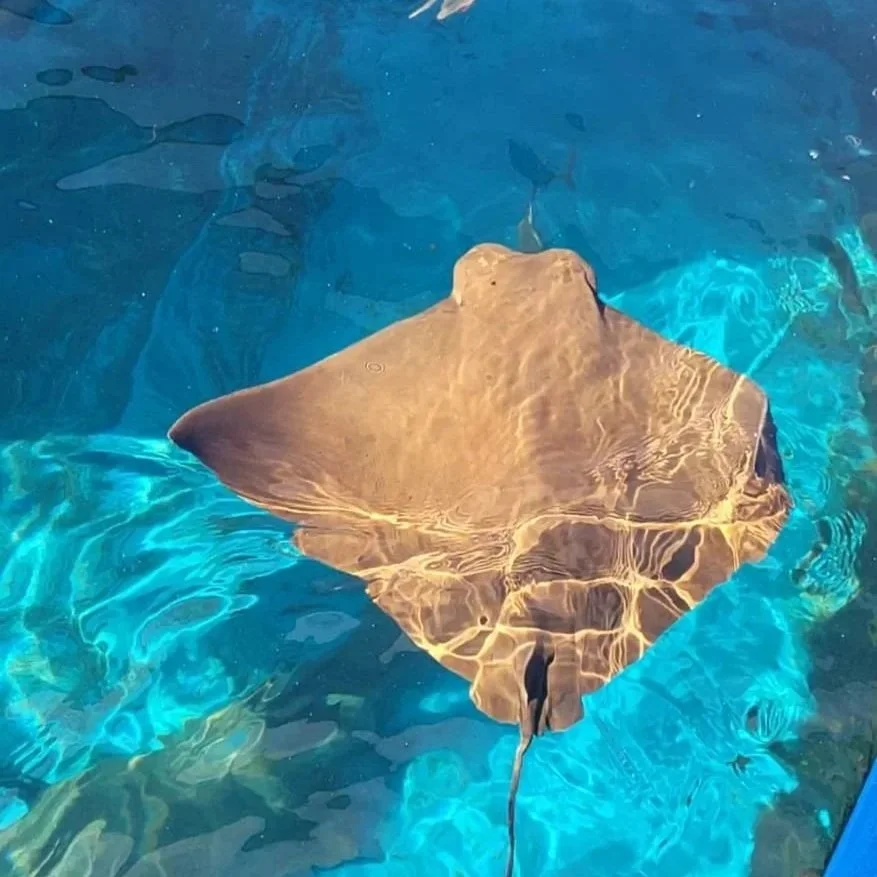 Charlie - Cownose Ray