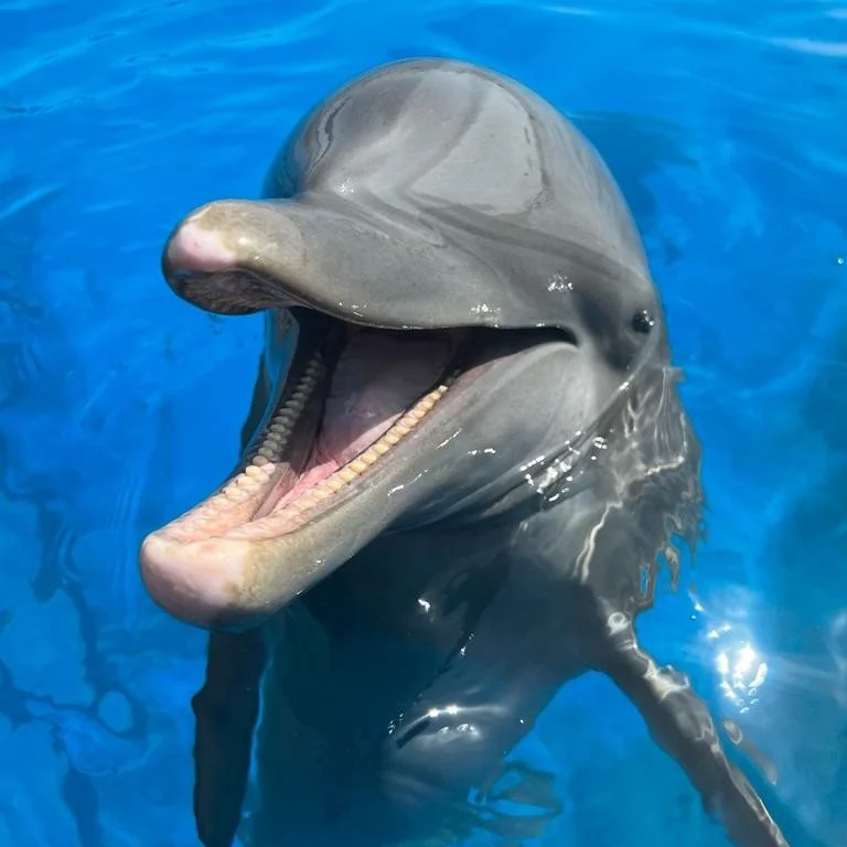 Dazzle - Common Bottlenose Dolphin