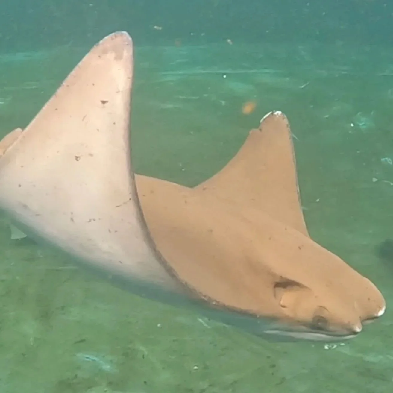 Michael - Cownose Ray