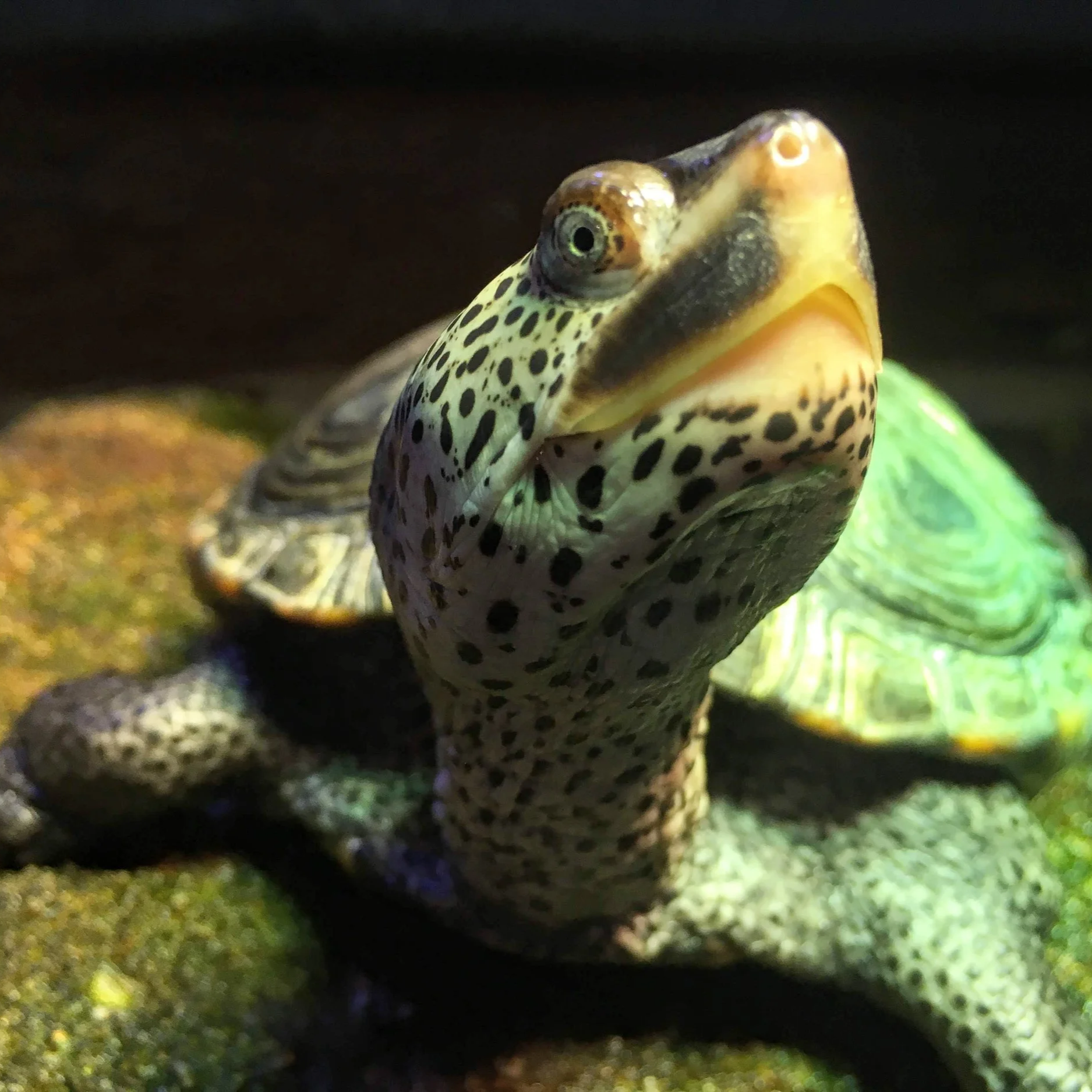 Myrtle - Diamondback Terrapin
