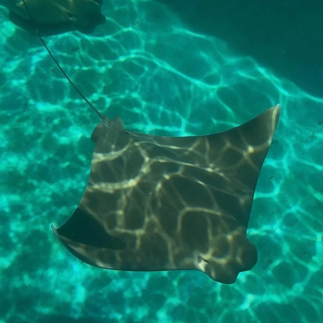 Taquito - Cownose Ray