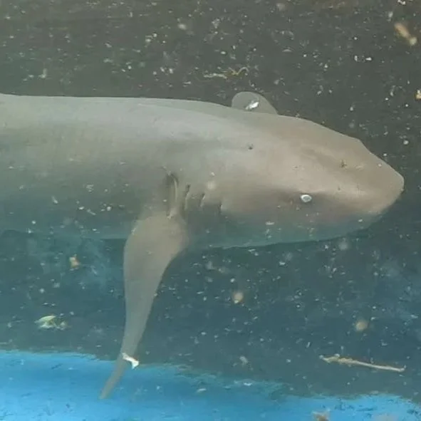 Chiquita - Nurse Shark