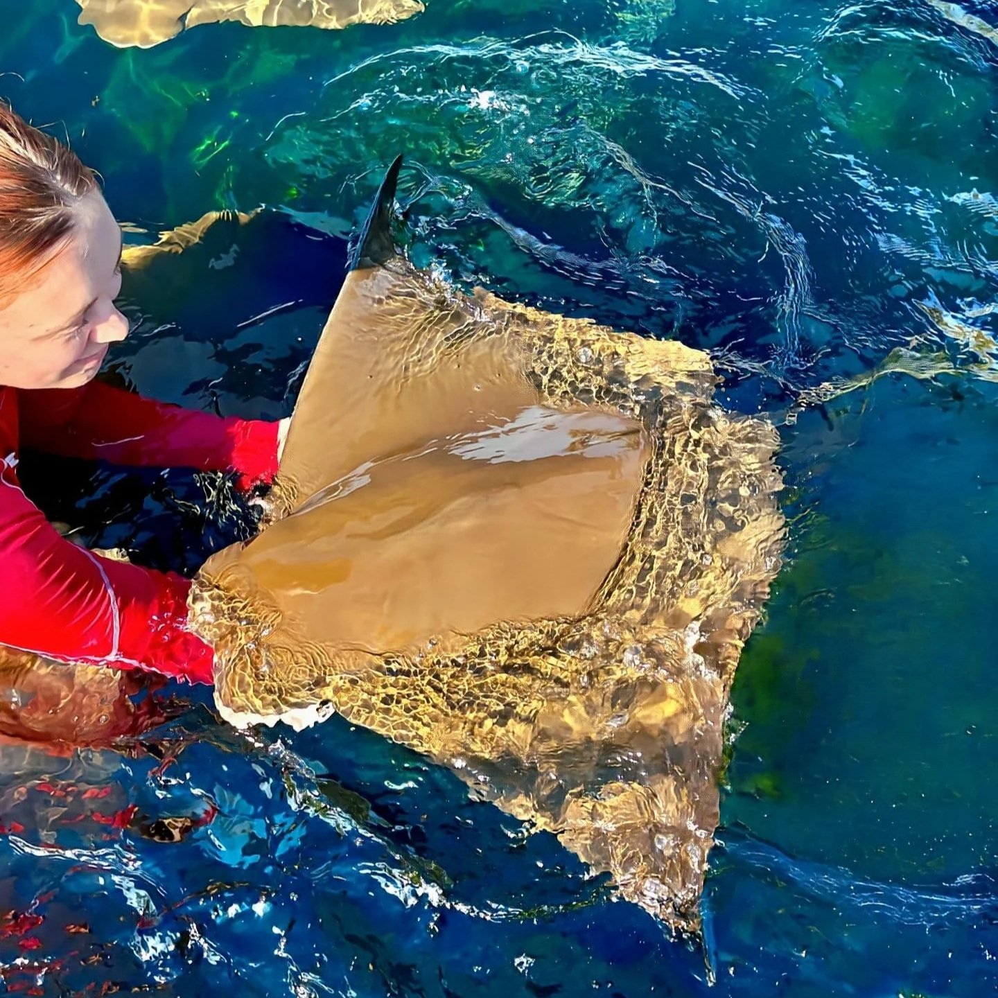 Maria - Cownose Ray
