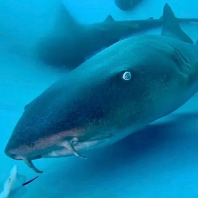 Bruce - Nurse Shark