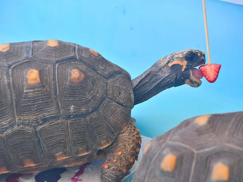 Tortoise Time.jpg