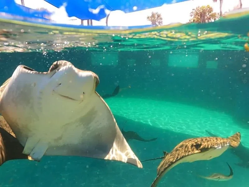 Stingray Splash (5).jpg