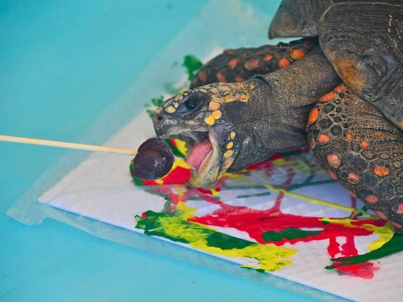 Tortoise Time (5).jpg