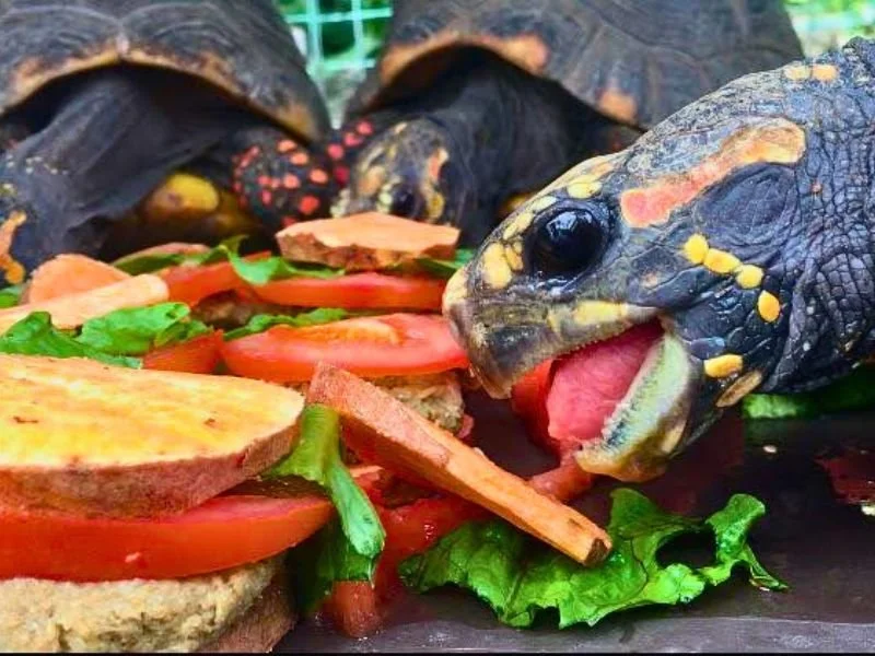 Tortoise Time (4).jpg