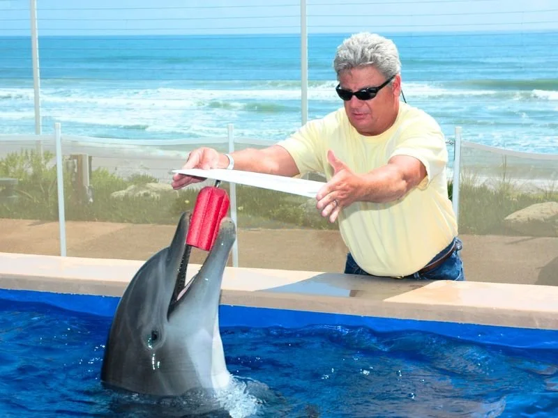 Dolphin Design.jpg