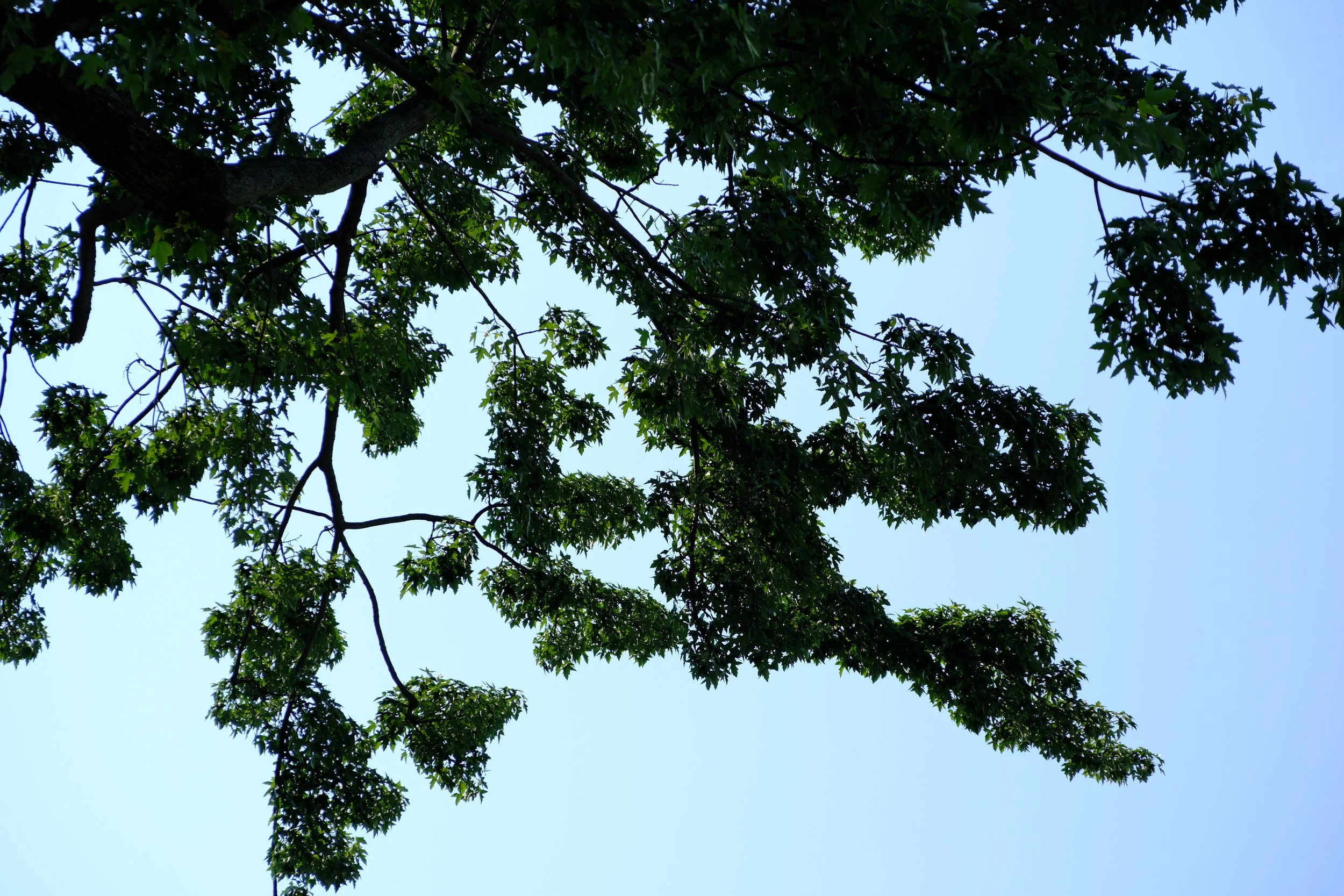 DSCF3477.JPG