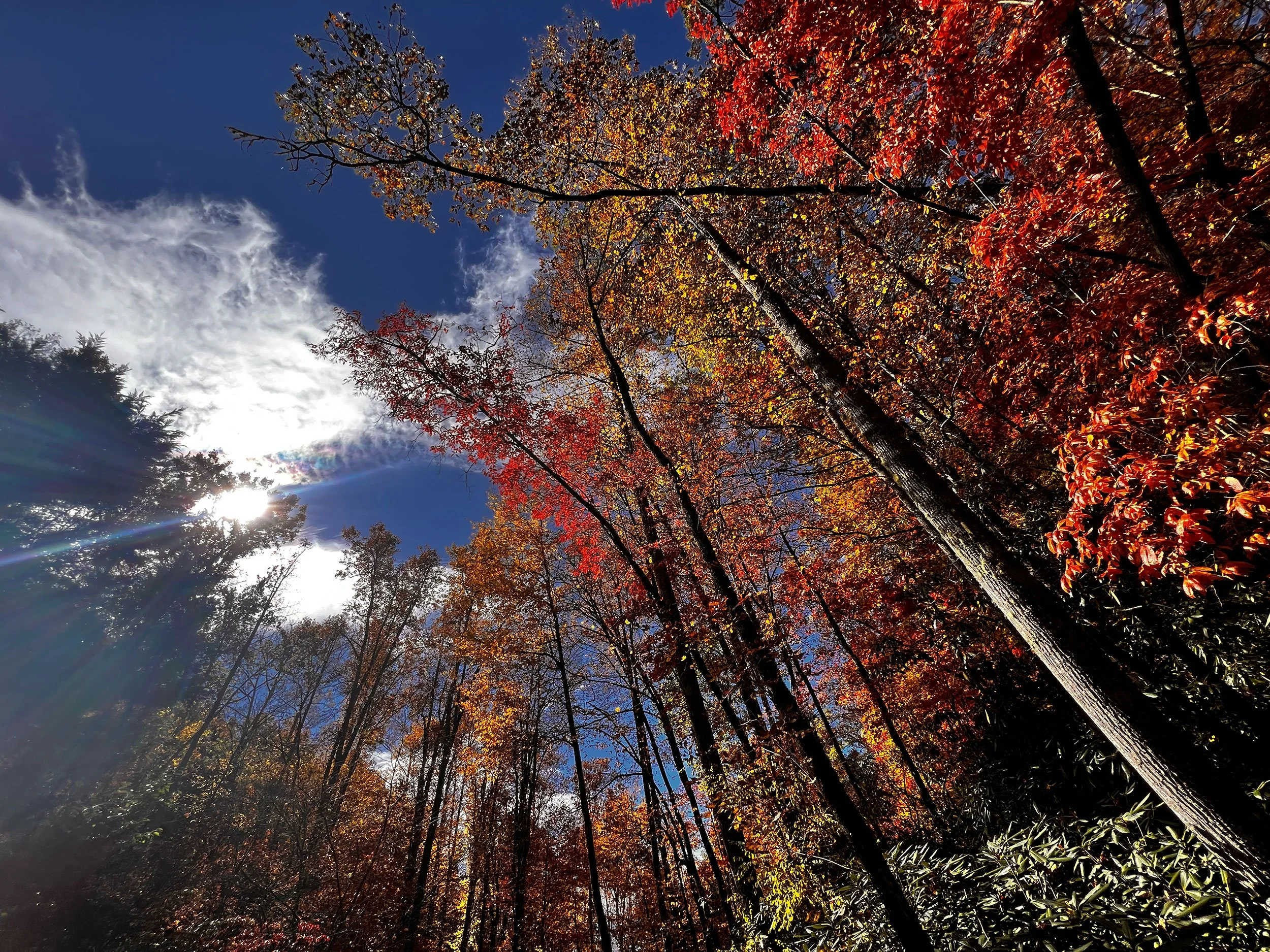 creek-side-cove-fall-color.jpg