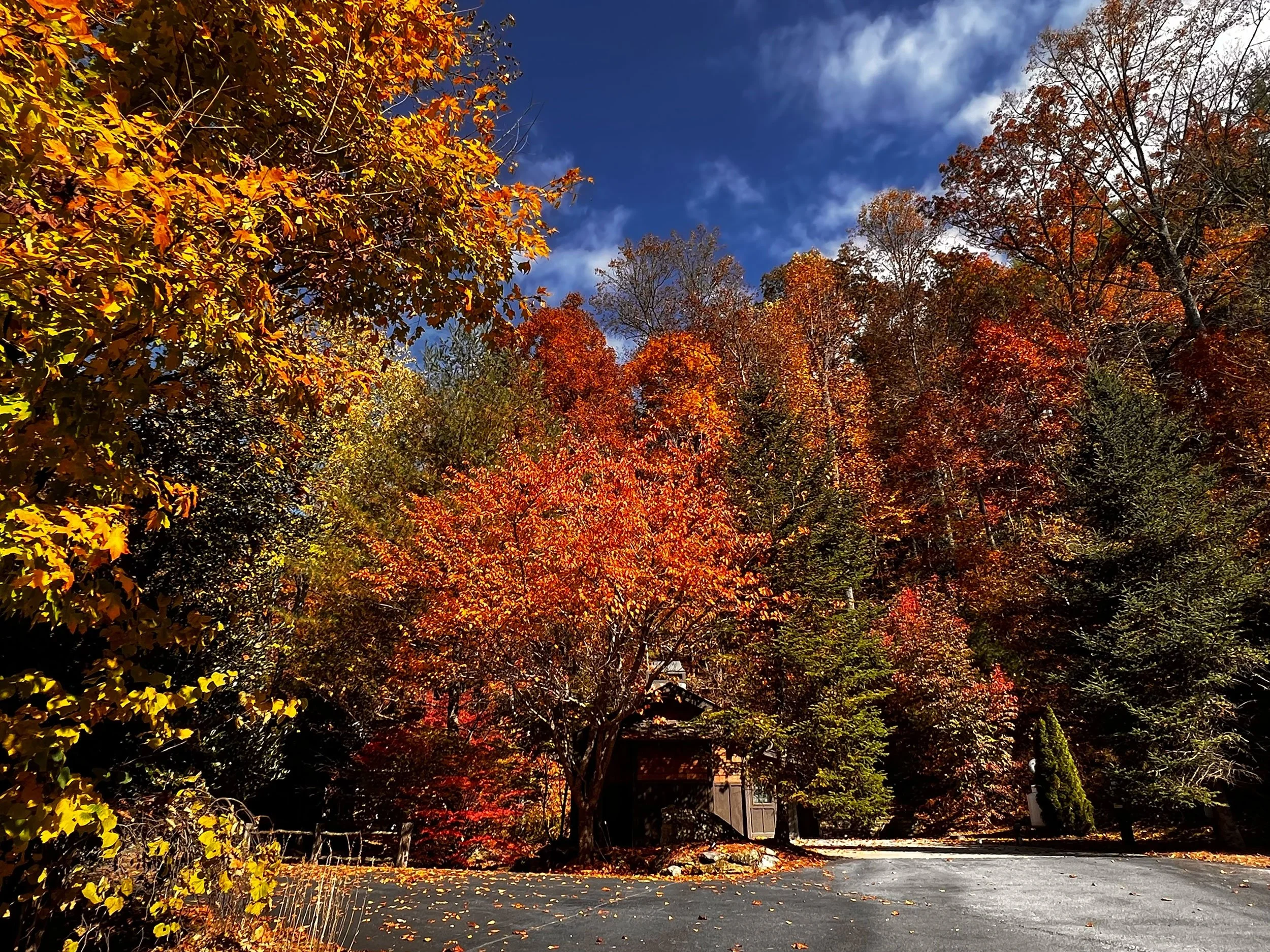 creek-side-cove-fall-color2.jpg