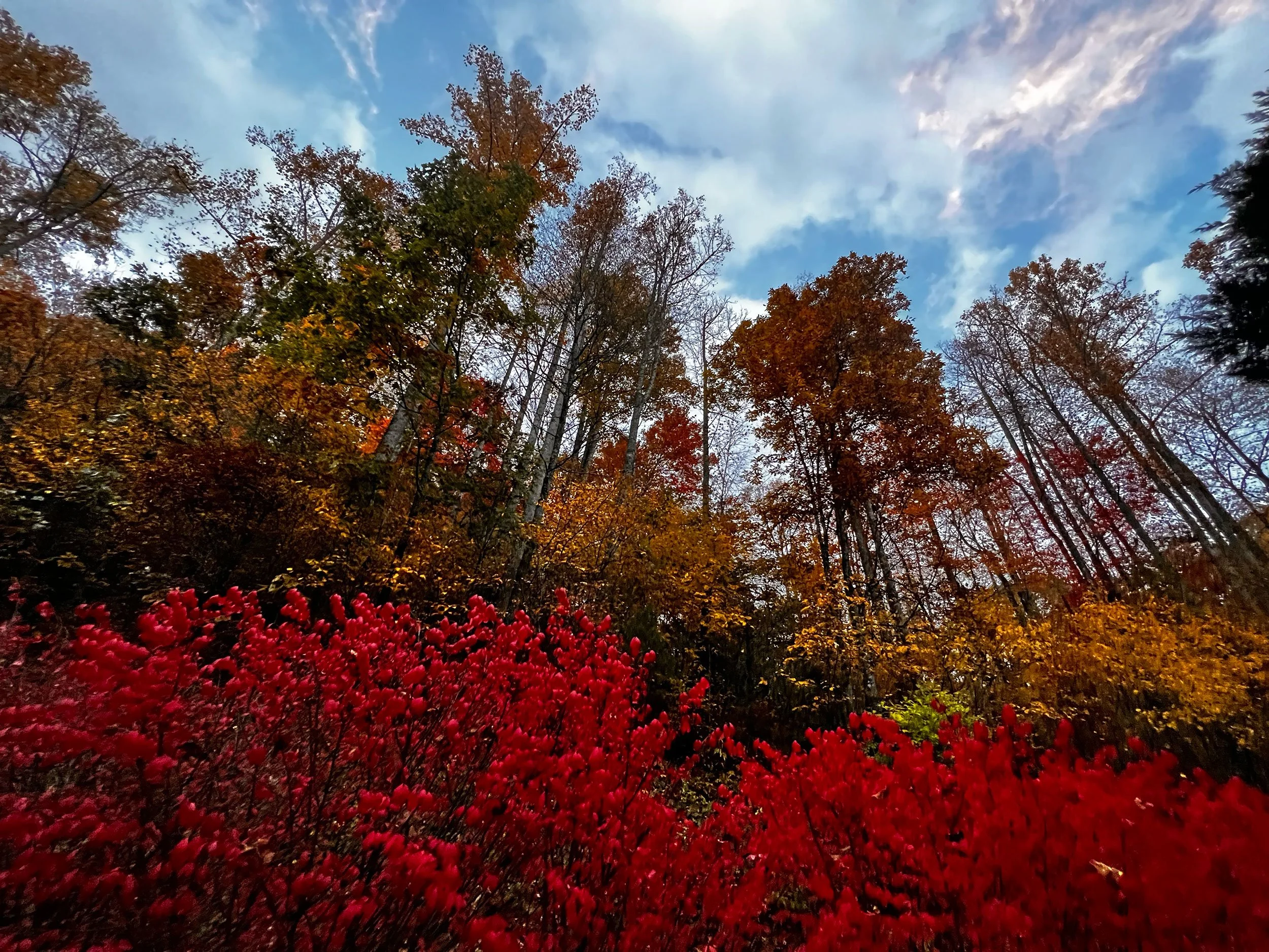 creek-side-cove-fall-color4.jpg