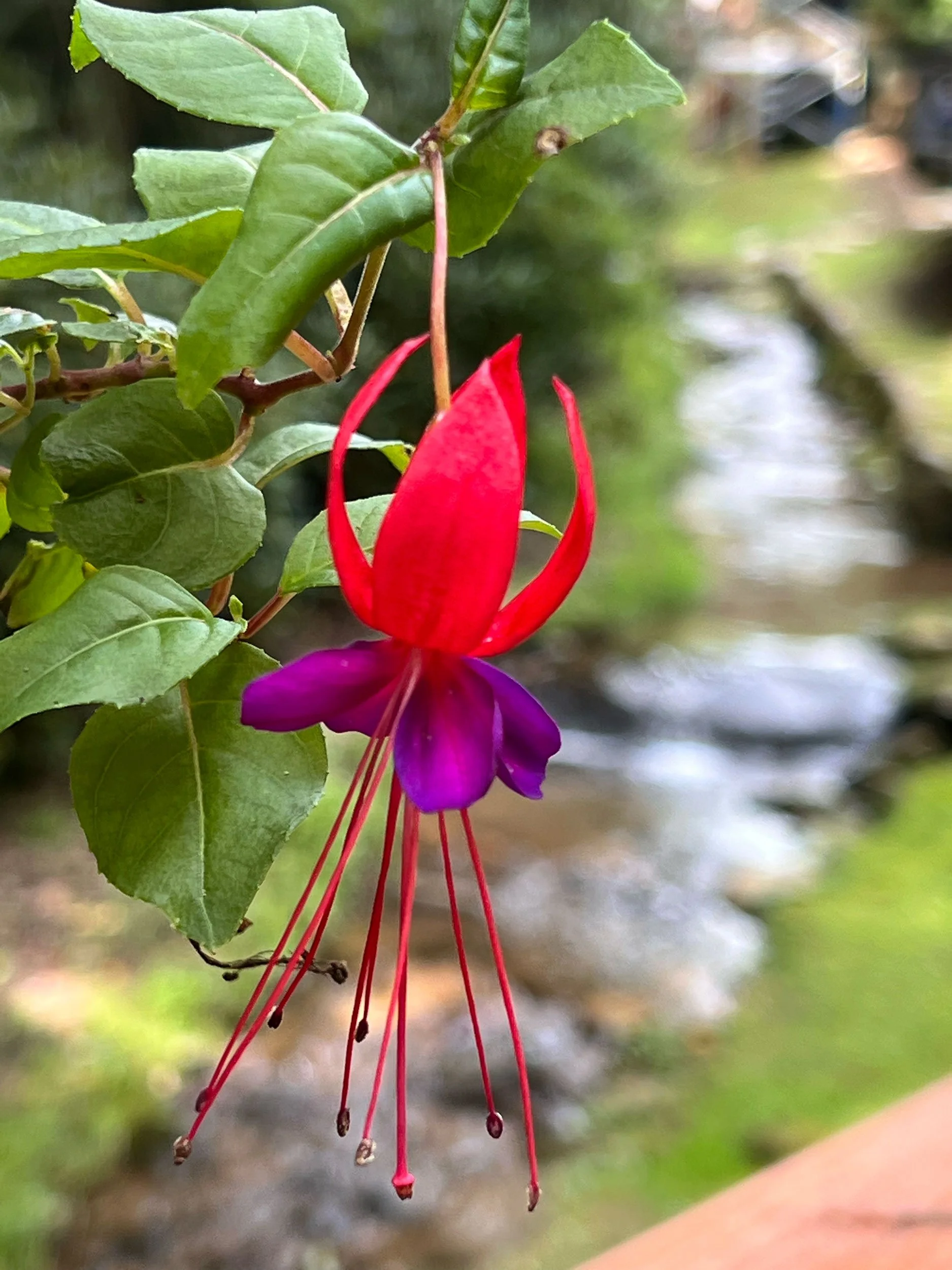 red-flower.jpg