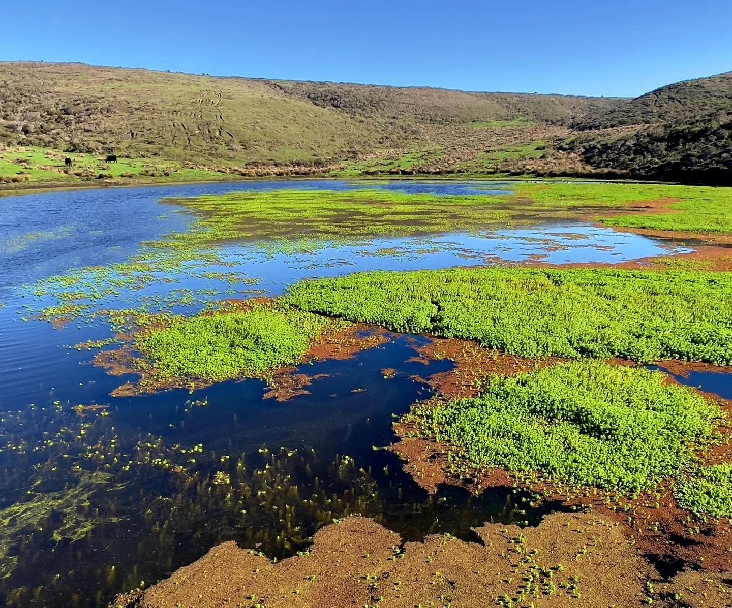 A lake with green aquatic plants and patches of water near a hillside under a clear blue sky.