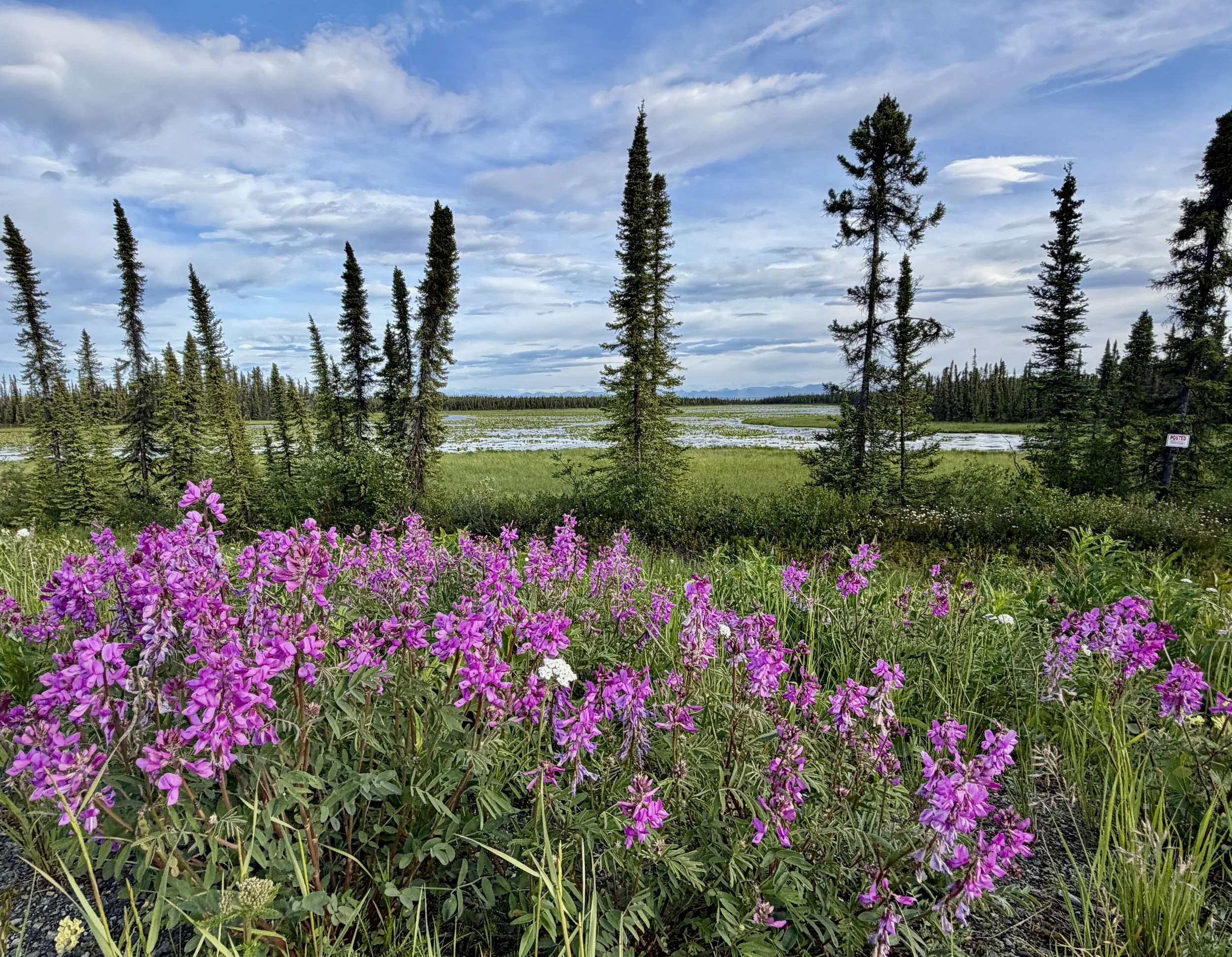A scenic landscape of a wetland area with blooming purple flowers in the foreground, tall green trees, and a partly cloudy blue sky.