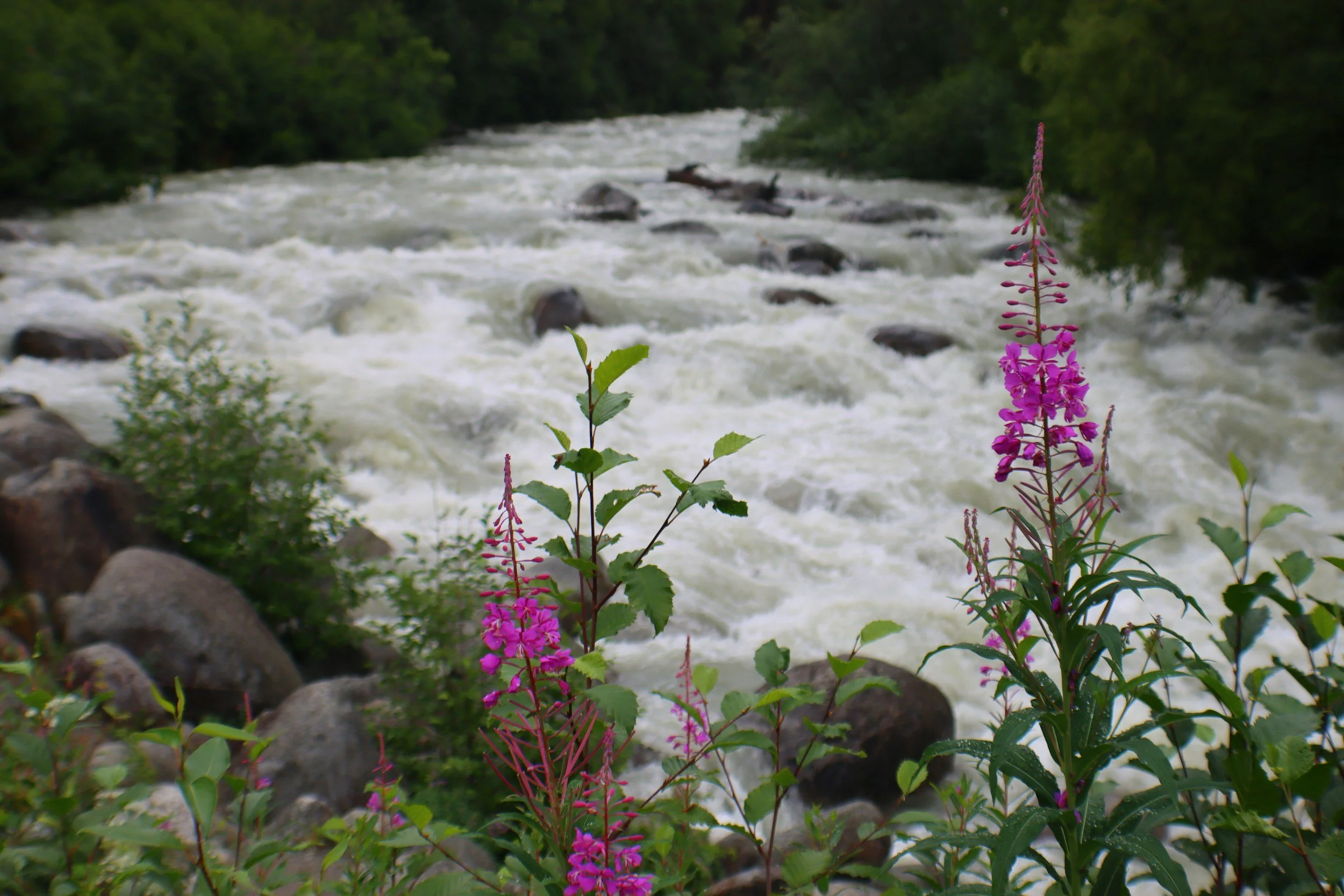 Pink flowers with green leaves in the foreground near a turbulent river with white water rapids and rocks, surrounded by green trees.