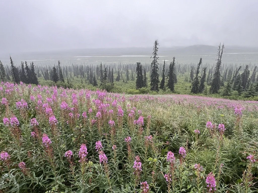 A field of pink wildflowers with a forest of tall, dark green trees and a foggy, overcast sky in the background.