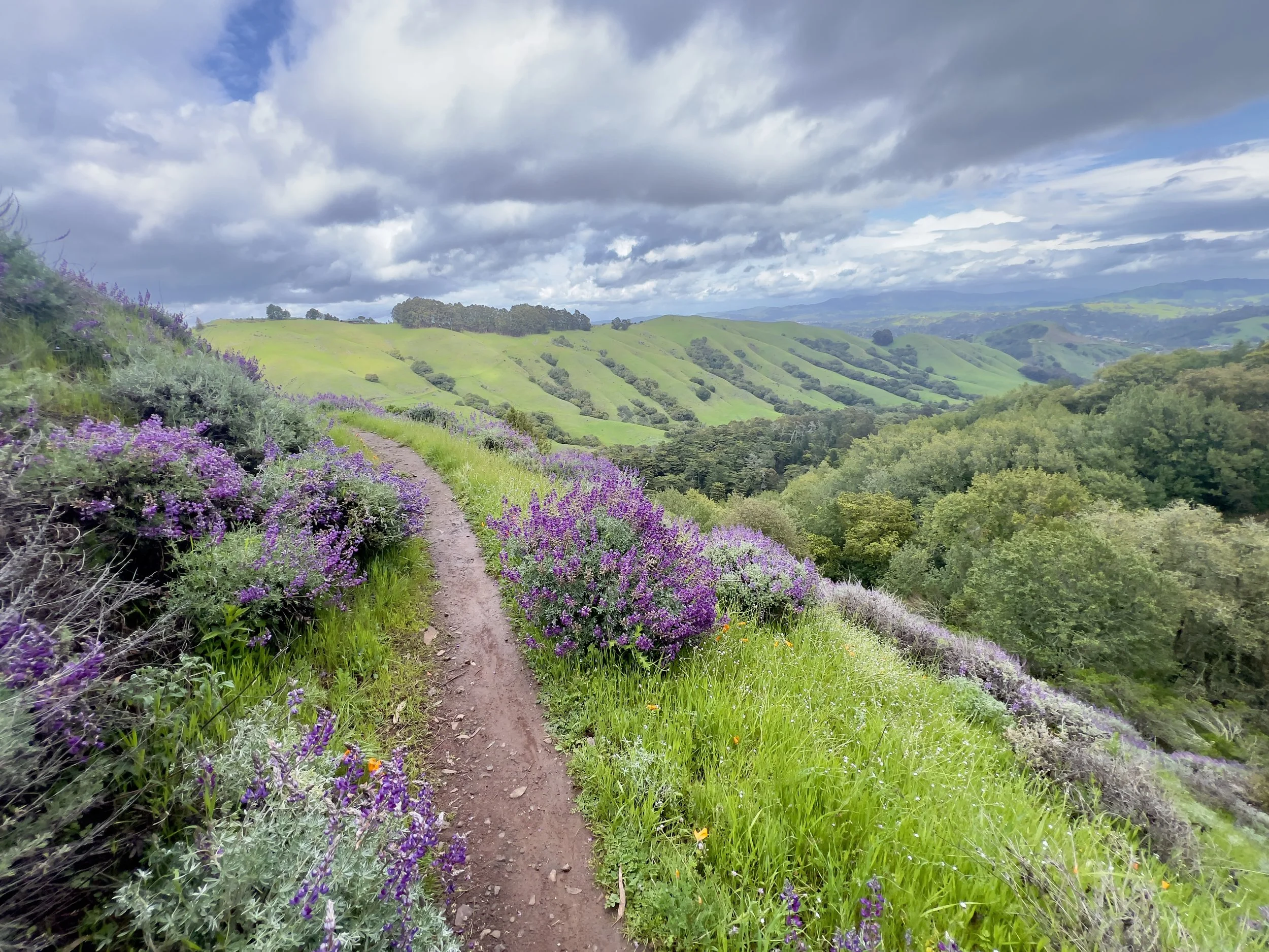 A scenic landscape with a dirt trail running through purple wildflowers on a hillside, green rolling hills in the distance under a partly cloudy sky.